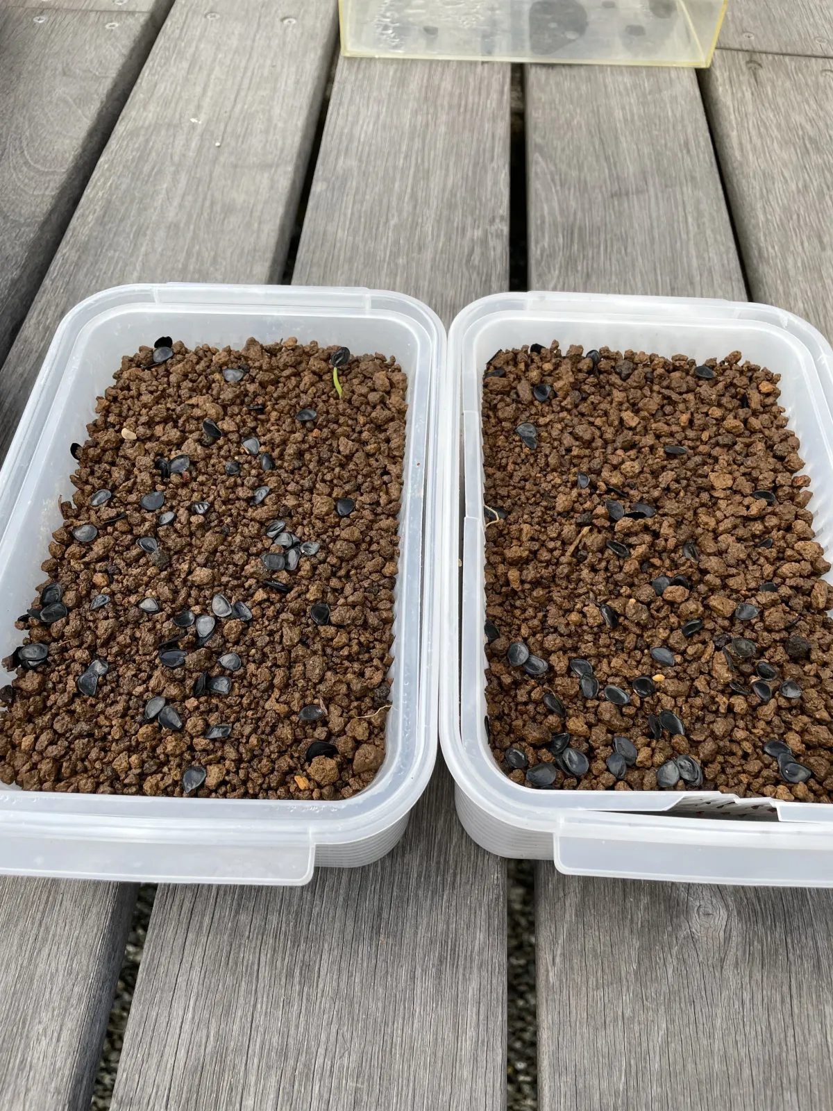 [チャレンジ種子] アガベ シャウィ（発芽難） Agave shawii subsp. shawii (発芽難)