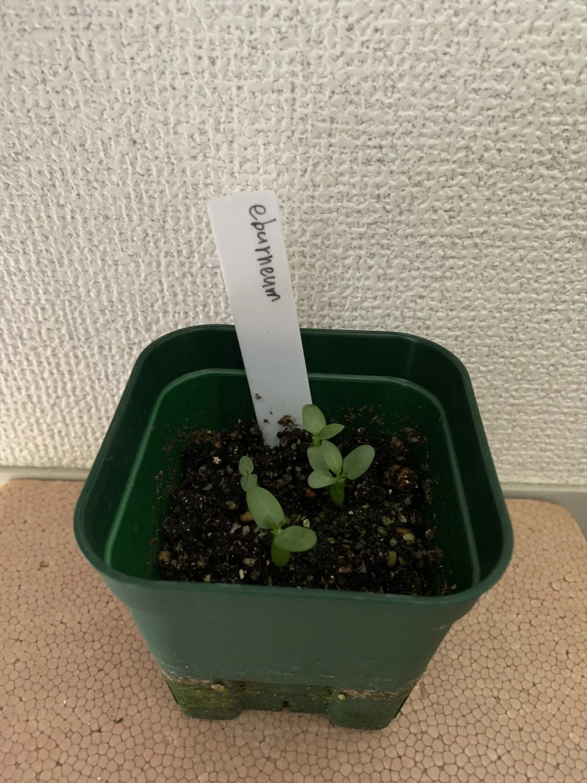 Pachypodium rosulatum var. eburneum (パキポディウム エブレネウム)