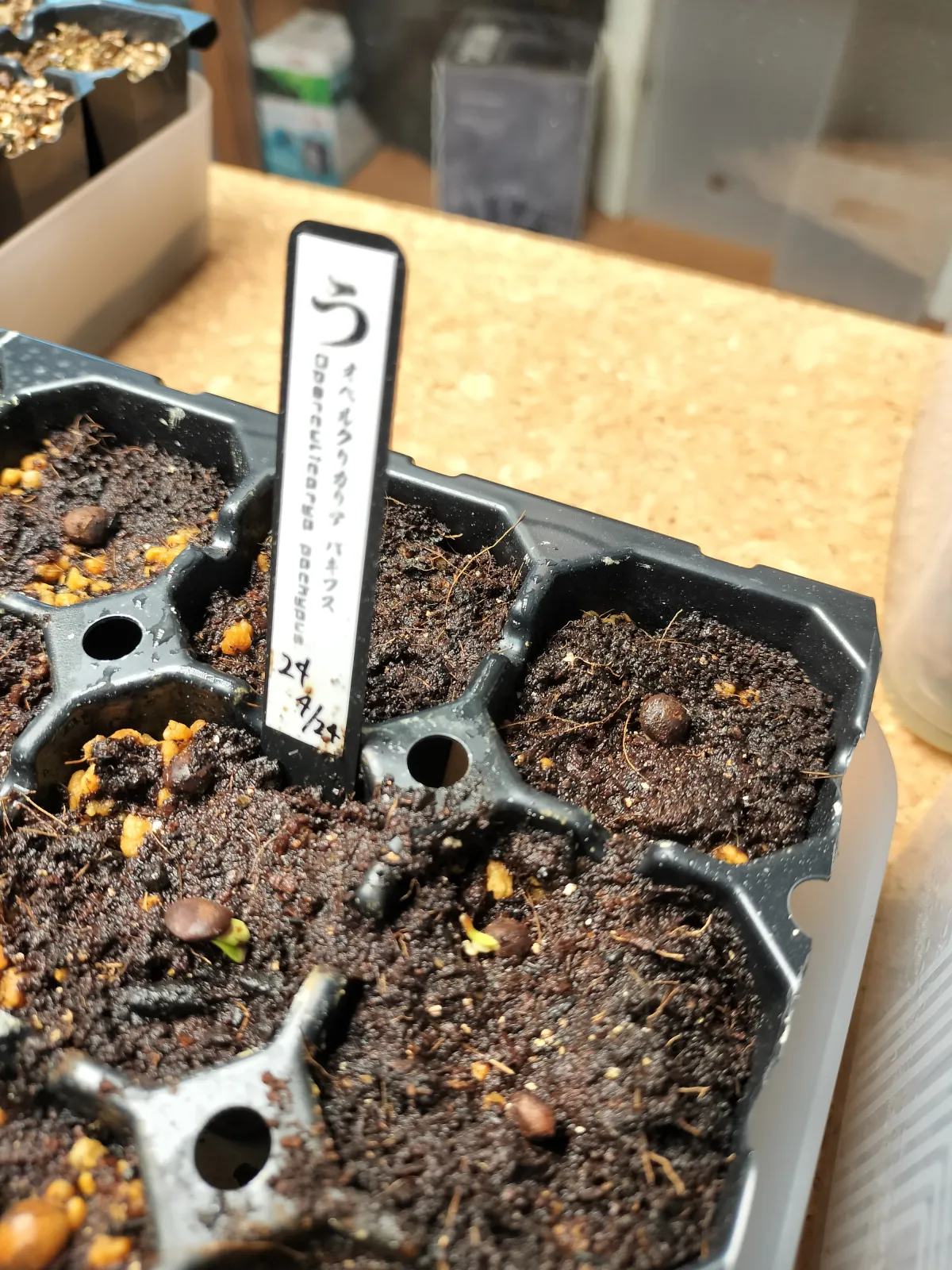 Operculicarya pachypus (オペルクリカリア パキプス)