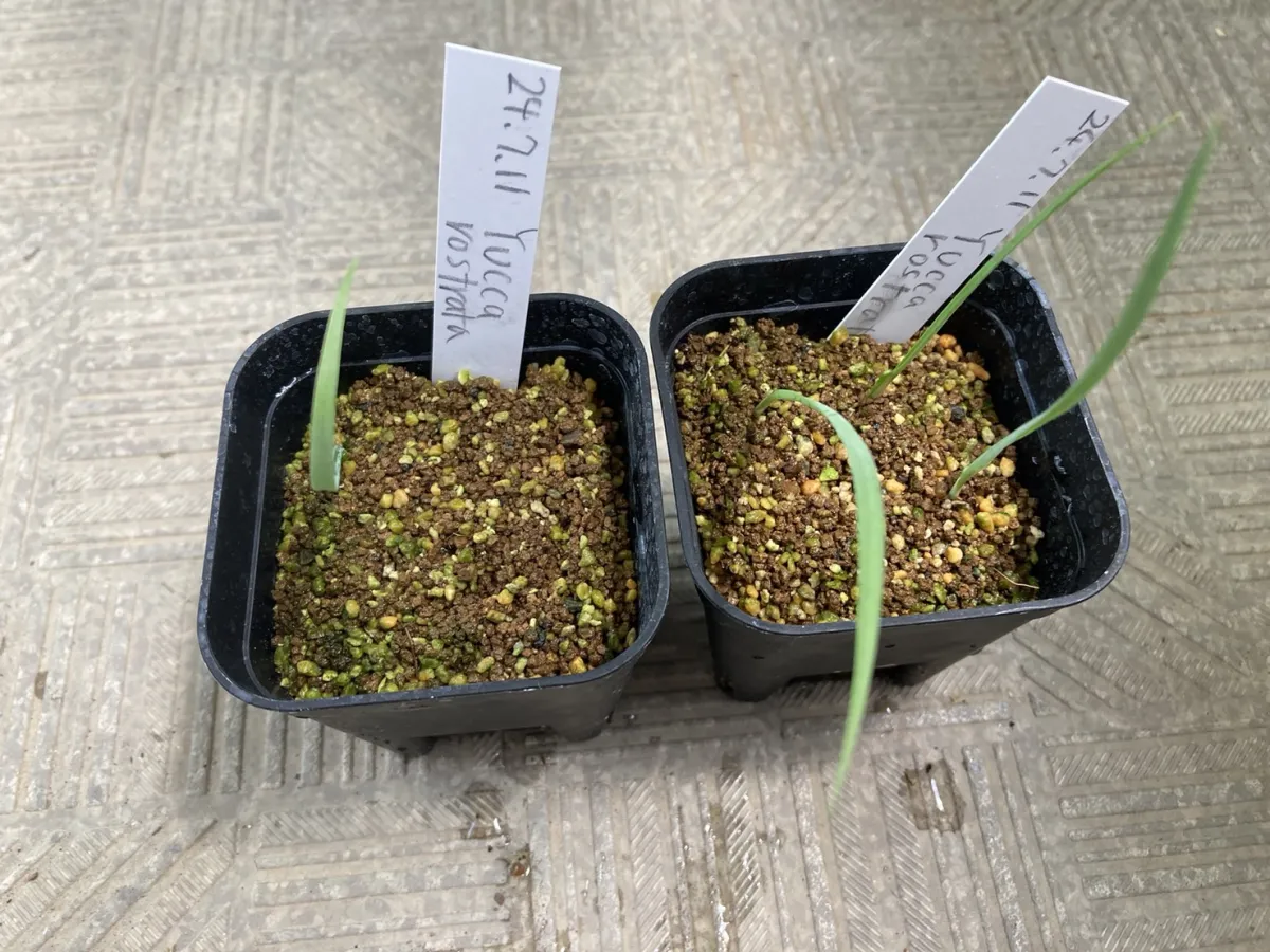 Yucca rostrata (ユッカ ロストラータ)