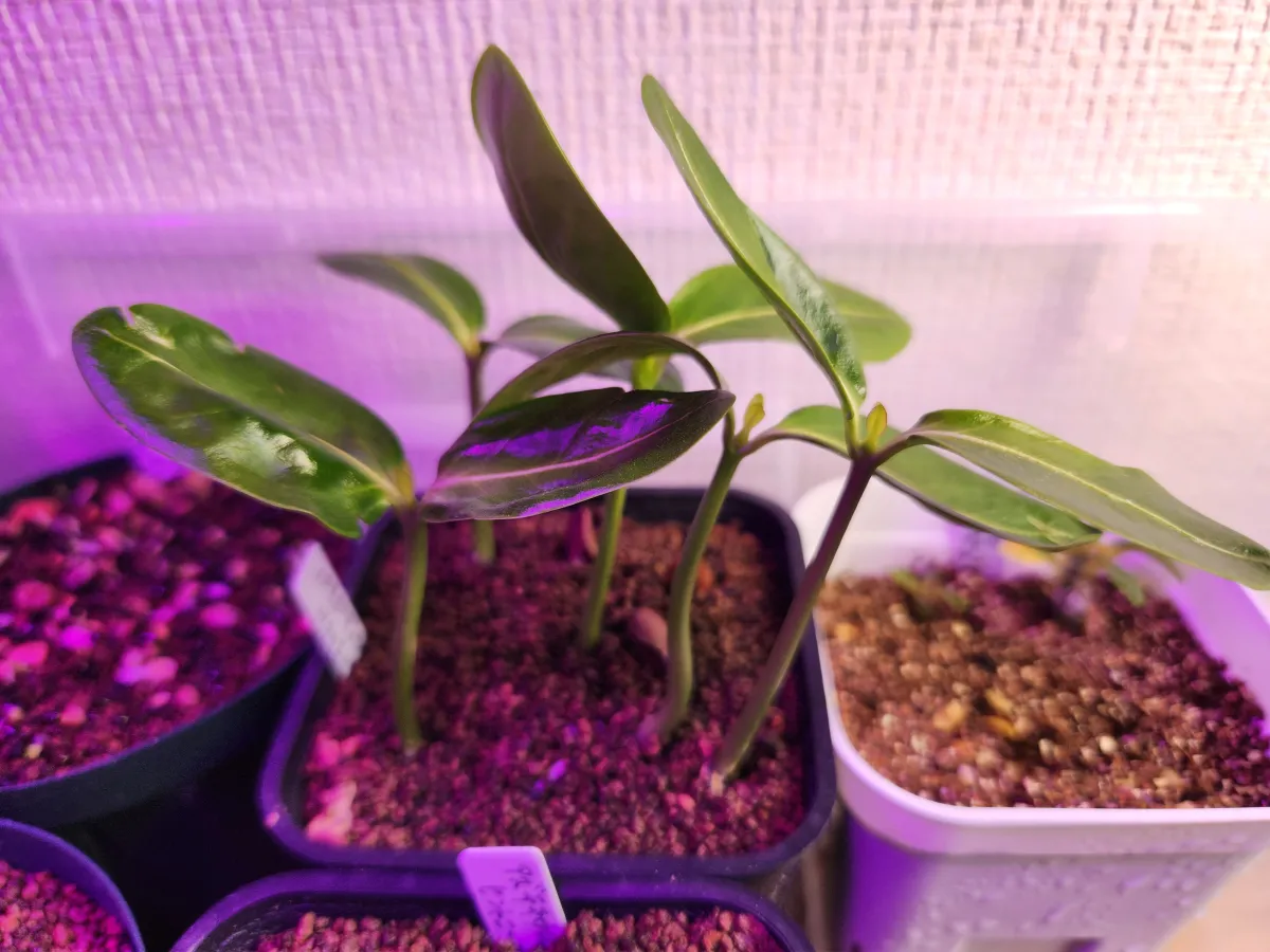 Pachypodium sofiense (パキポディウム ソフィエンセ)