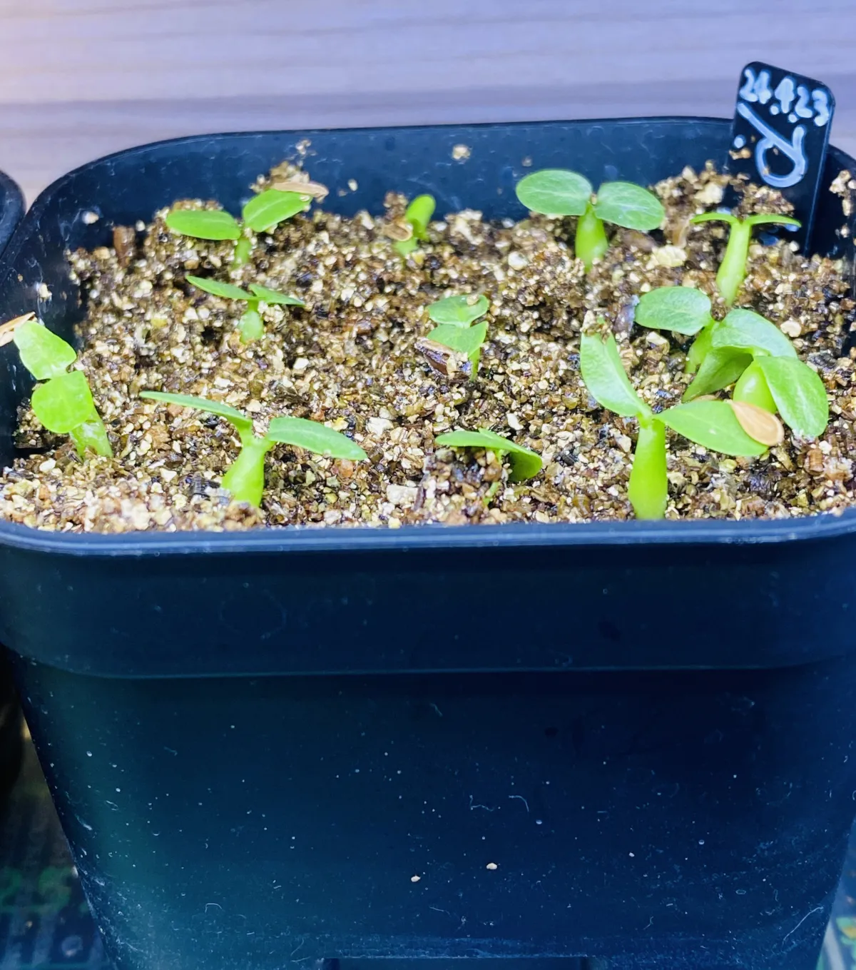 Pachypodium brevicaule subsp. leucoxanthum (パキポディウム レウコキサンツム)