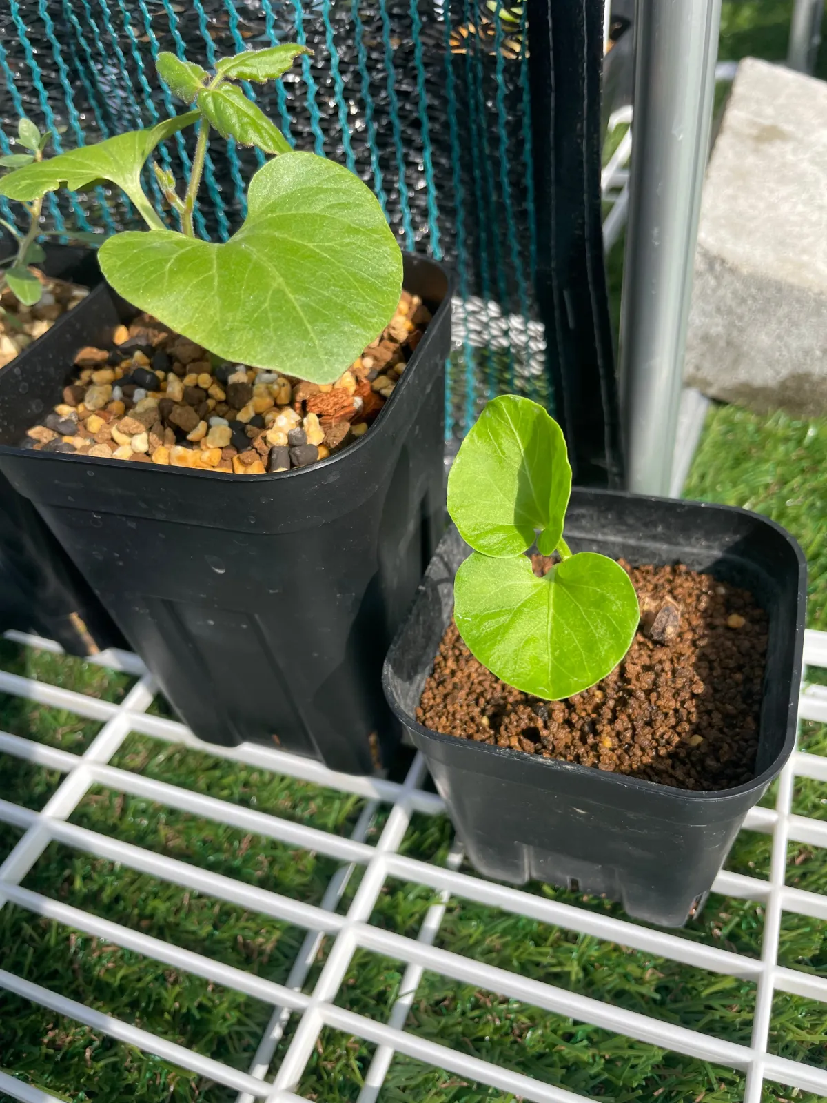 Cyphostemma laza (キフォステンマ ラザ)