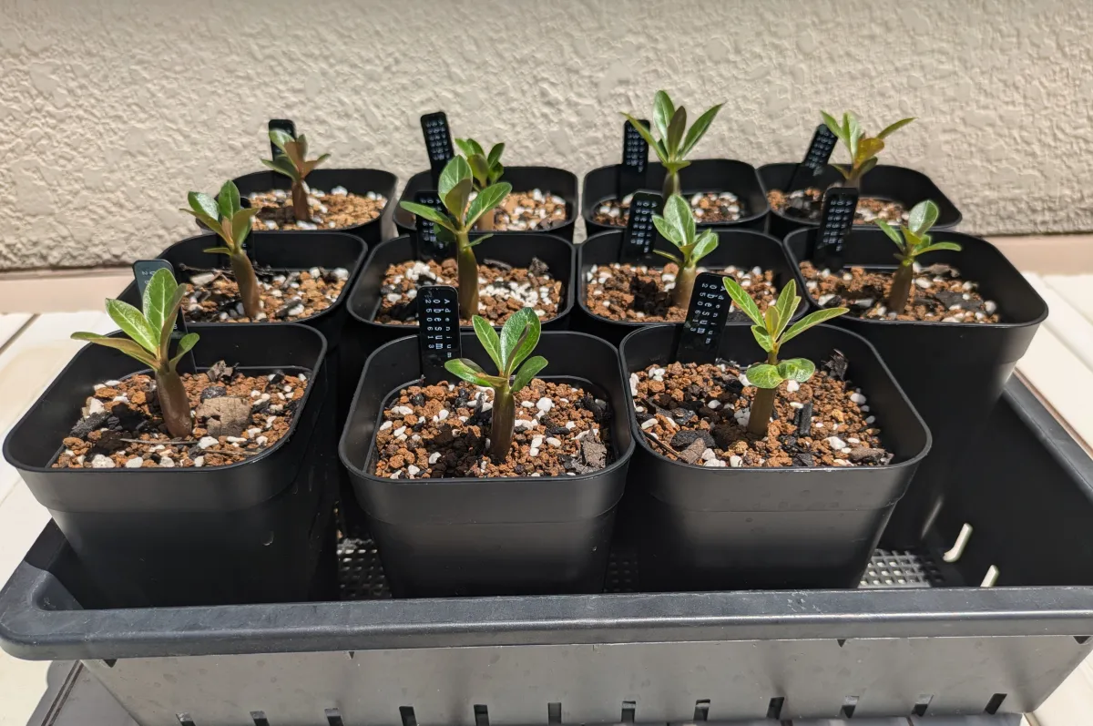 Adenium obesum (アデニウム オベスム)