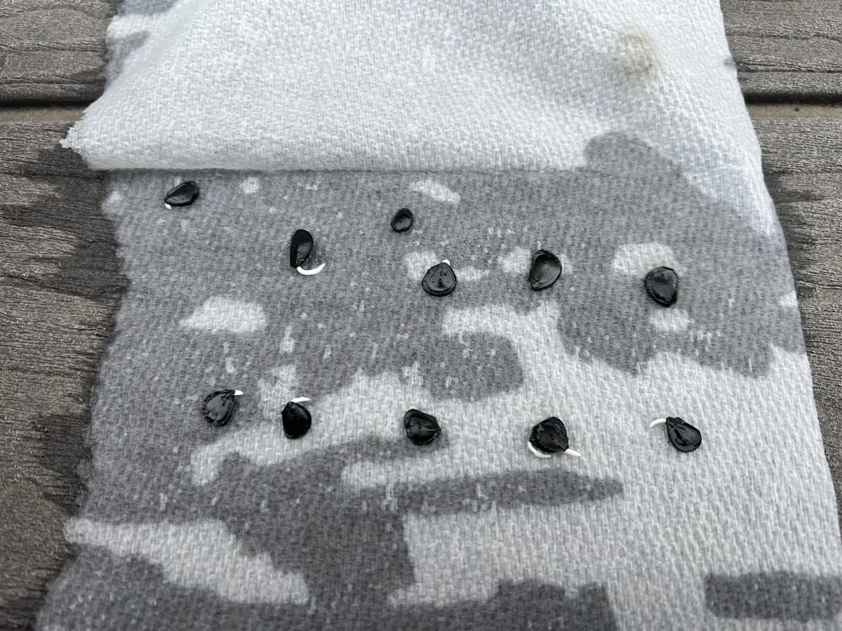 Agave parryi var. truncata (アガベ パリー トランカータ)