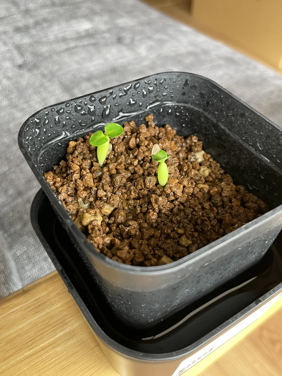 Pachypodium succulentum (パキポディウム サキュレンタム 天馬空)