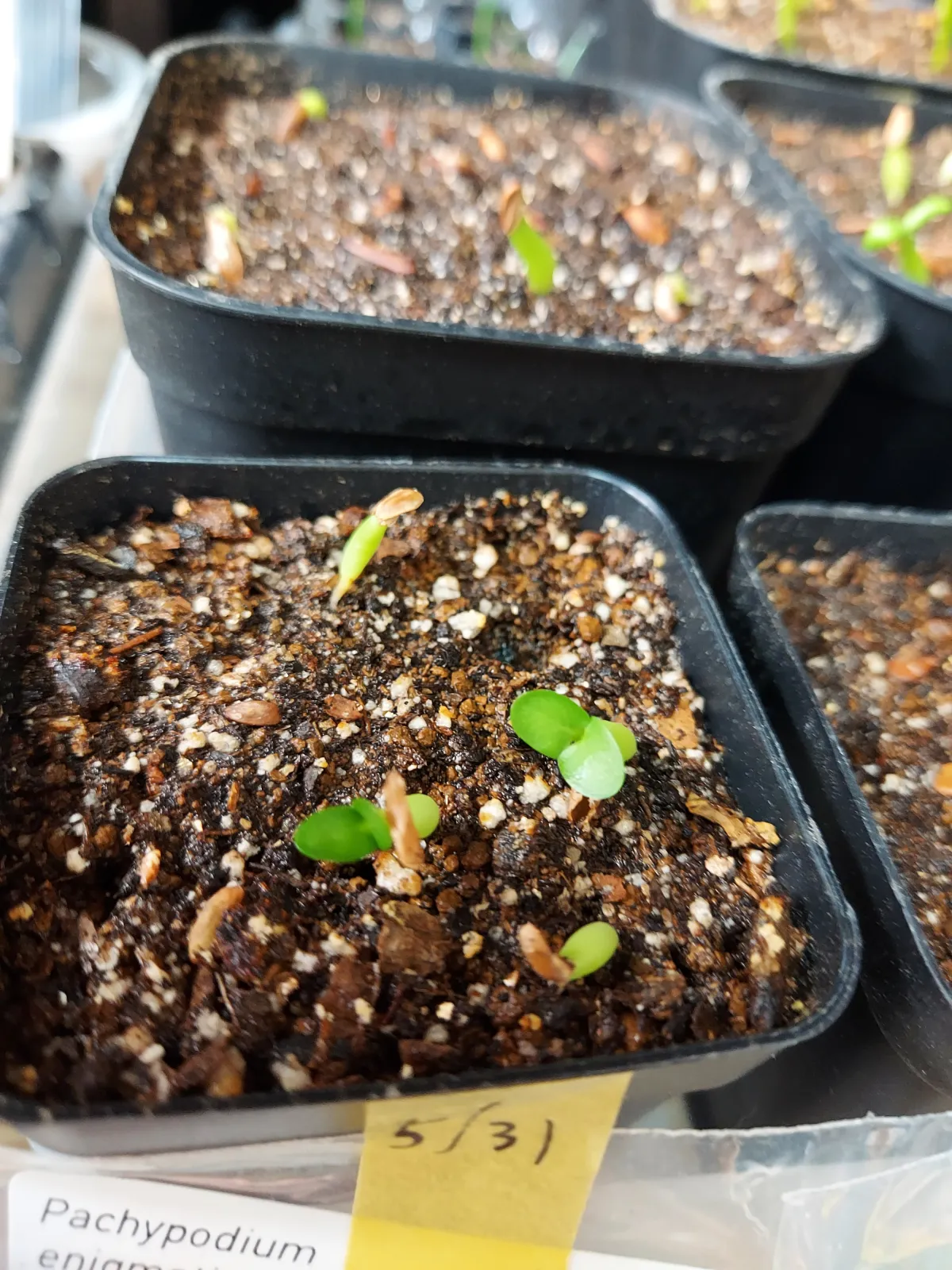 Pachypodium enigmaticum (パキポディウム エニグマチカム)