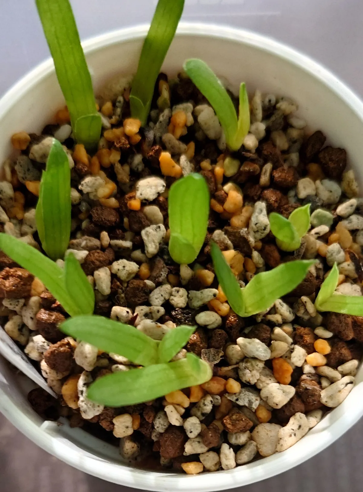 Aloe chabaudii (アロエ チャバウディー)