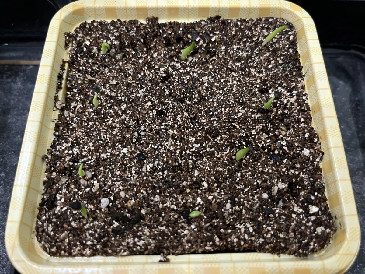 Agave oteroi (アガベ オテロイ)