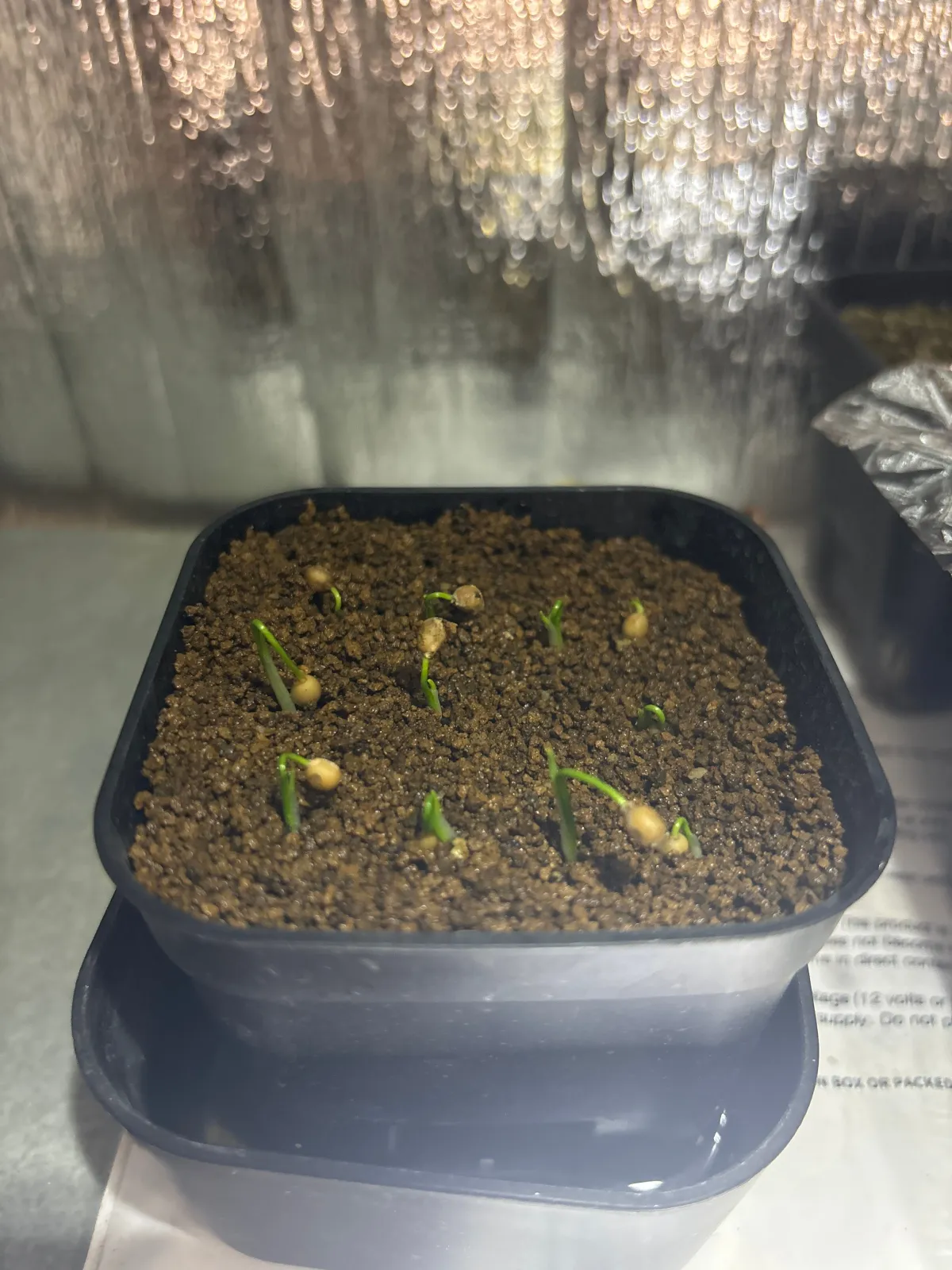 Nolina brevifolia (ノリナ ブレビフォリア)