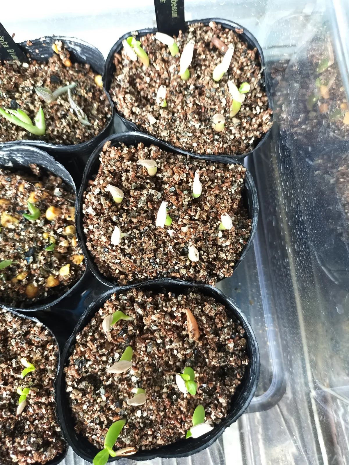 Adenium obesum (アデニウム オベスム)