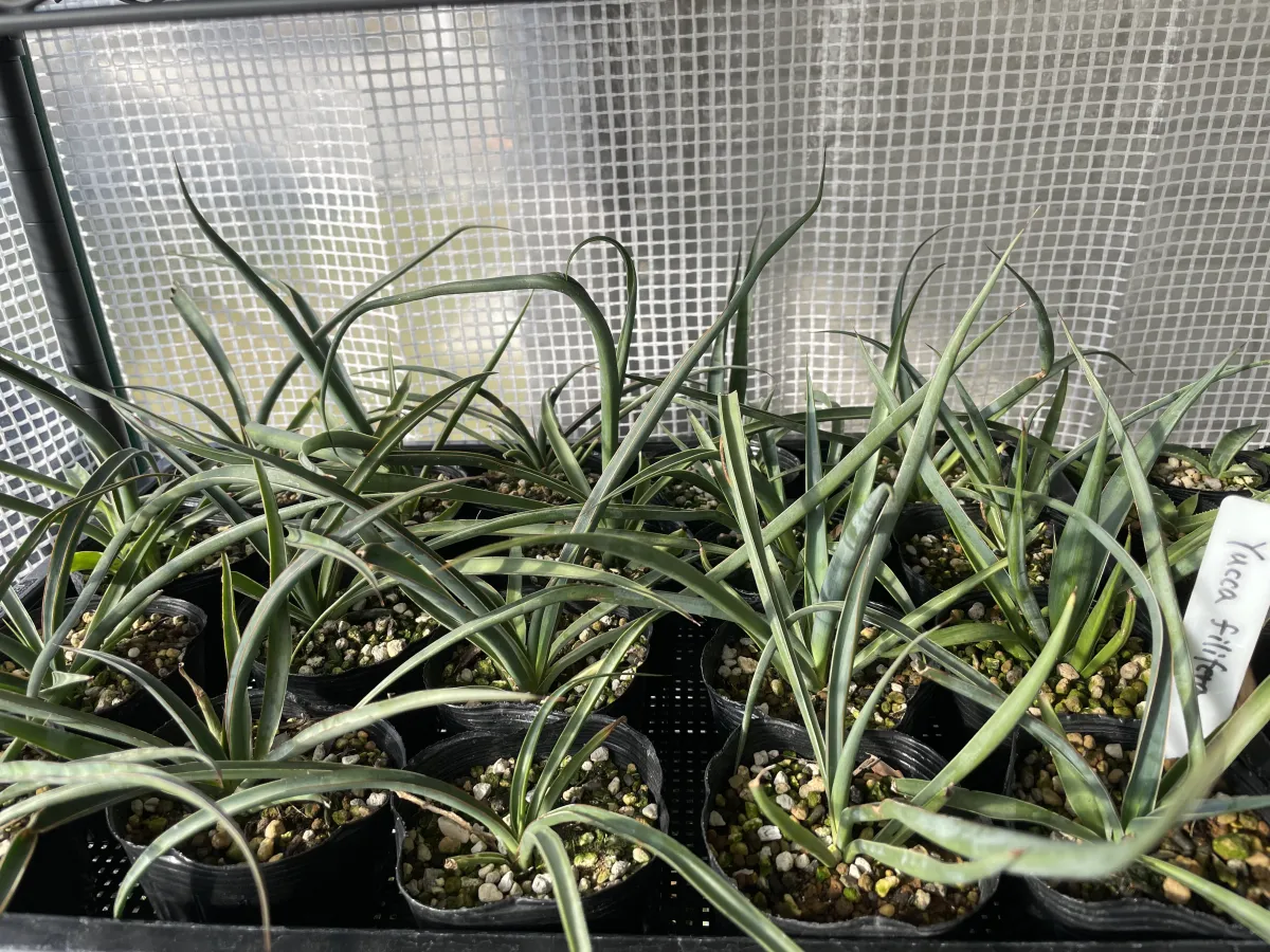 Yucca filifera (ユッカ フィリフェラ)