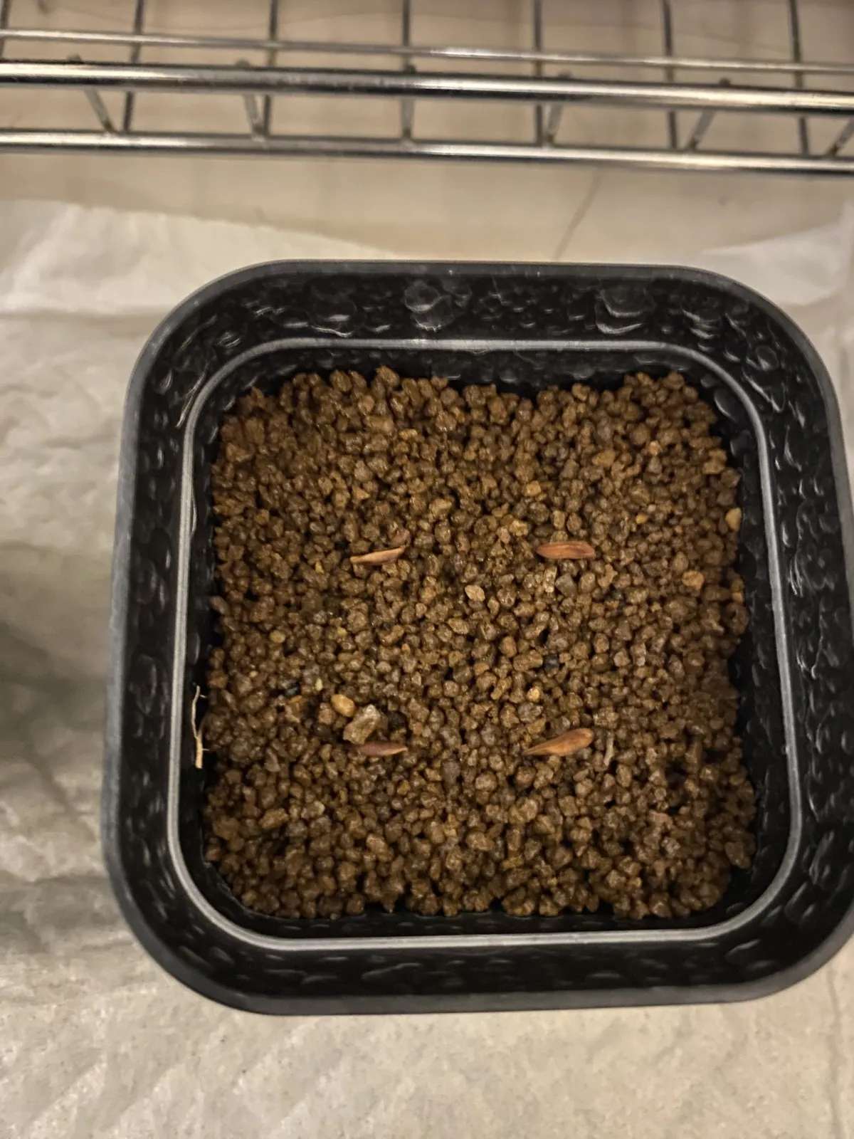 [無料種子] 発芽難 パキポディウム グラキリス　 Pachypodium rosulatum var. gracilius