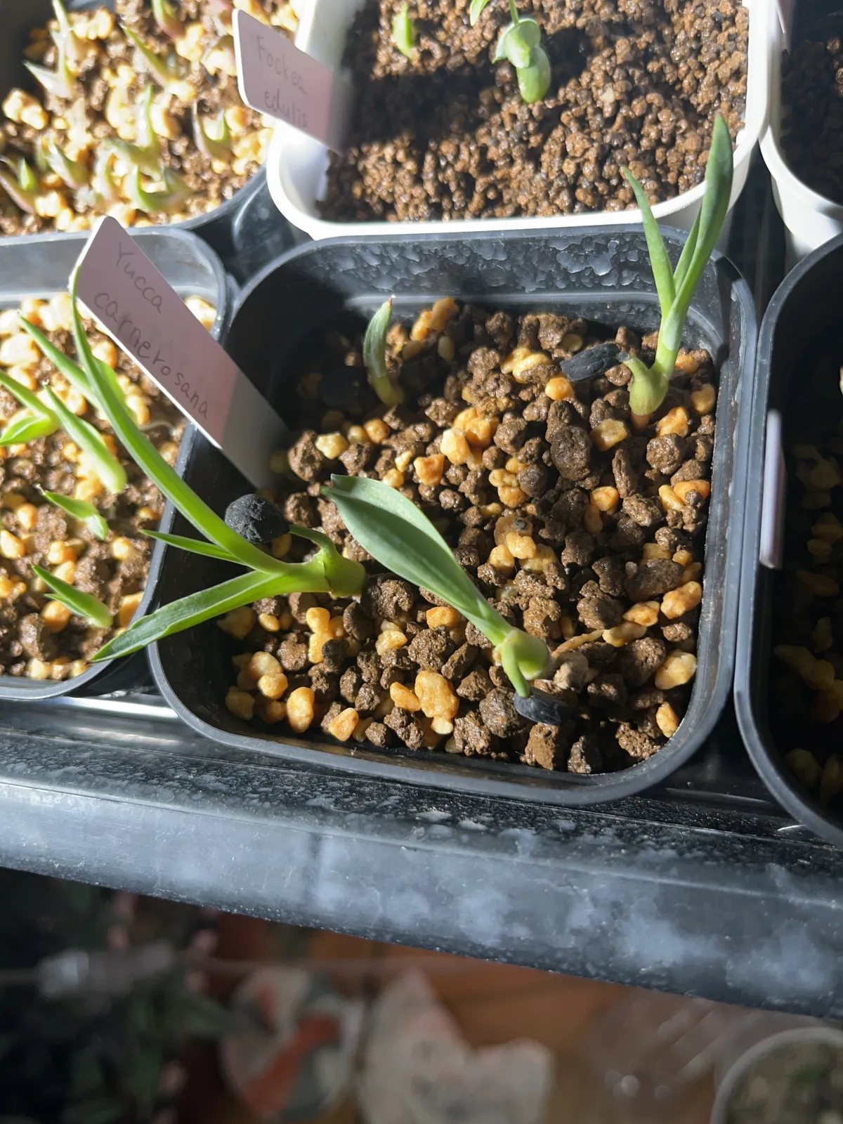 Yucca carnerosana (ユッカ カルネロサーナ)