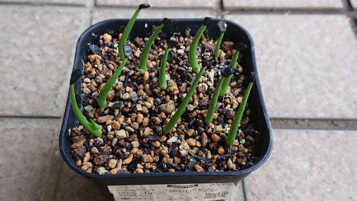 Agave mckelveyana (アガベ マッケルベヤナ)