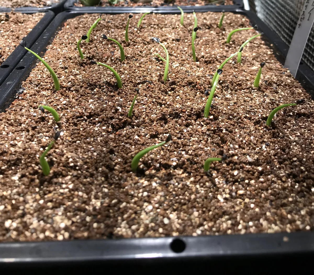 Agave utahensis var. eborispina (アガベ エボリスピナ)