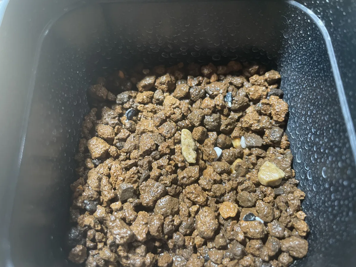 Agave titanota 'Blue' (アガベ チタノタブルー)