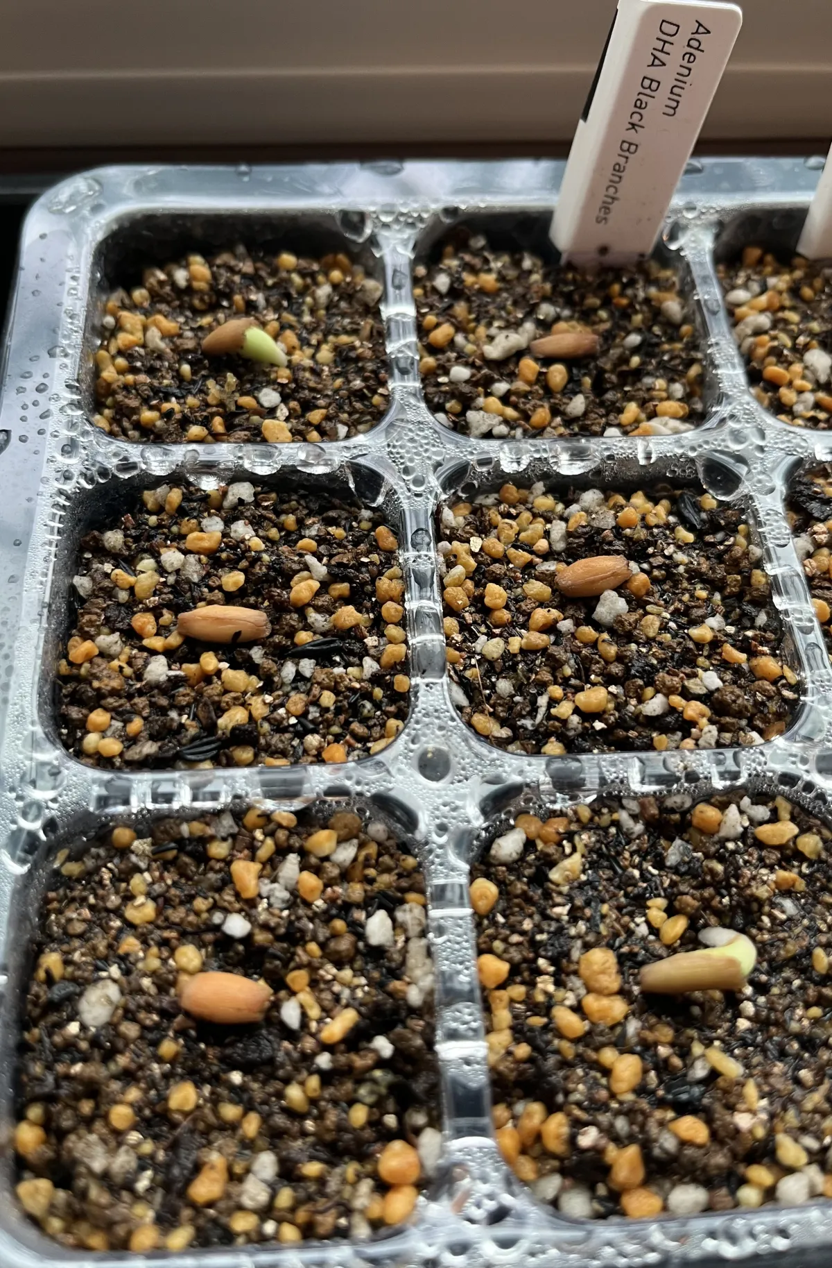 Adenium obesum Black Branches (アデニウムブラックブランチ DHA ブラックブランチ)