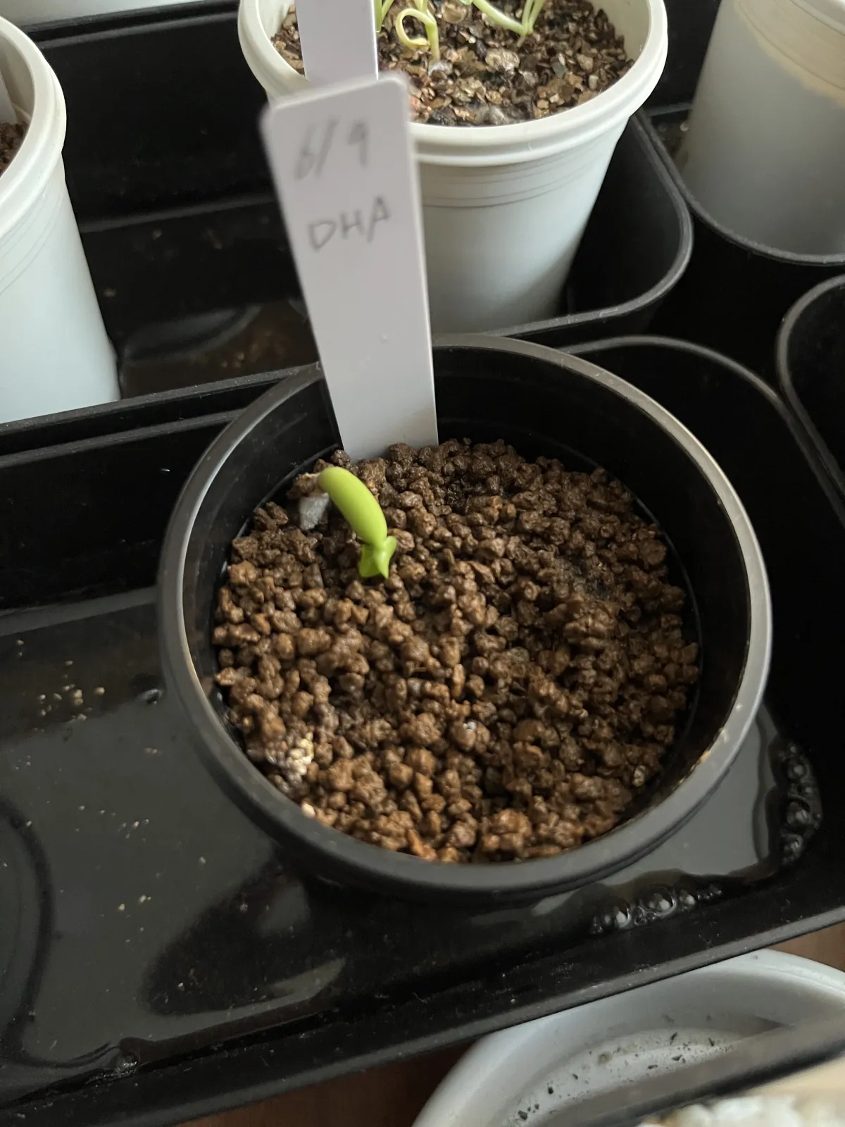 Adenium obesum thai socotranum DHA (アデニウム タイソコ DHA)