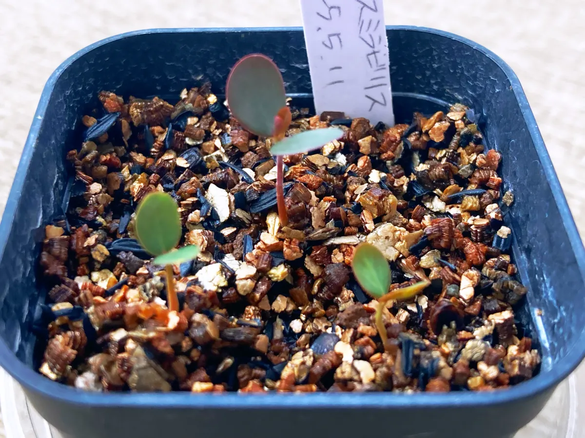 Phyllanthus mirabilis (フィランサス ミラビリス)