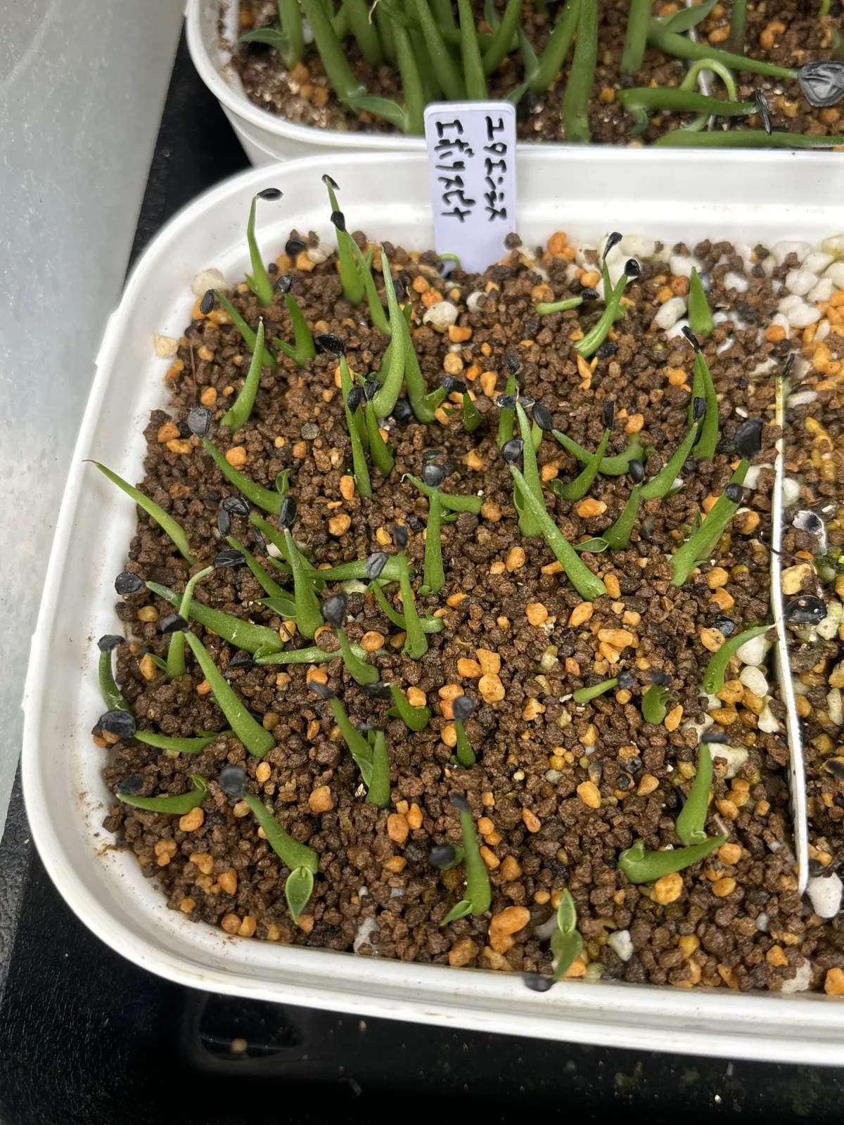 Agave utahensis var. eborispina (アガベ エボリスピナ)