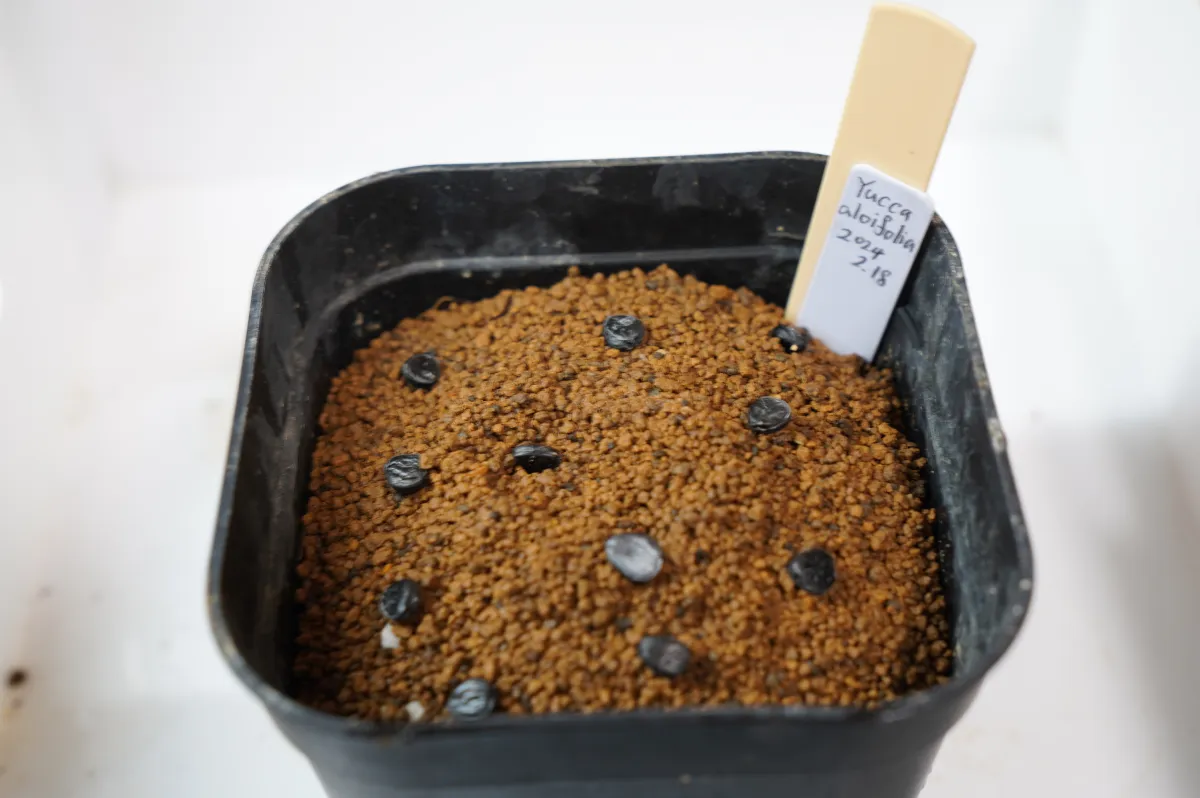 Yucca aloifolia (ユッカ アロイフォリア)