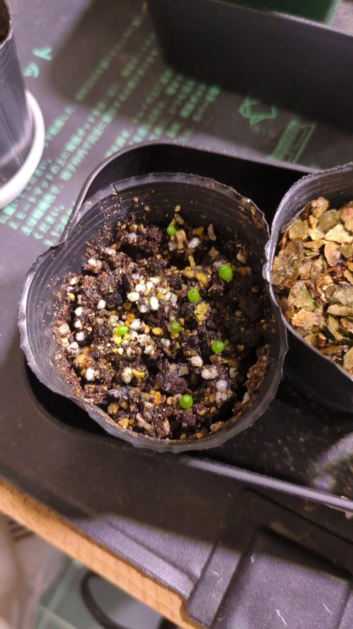 Ariocarpus kotschoubeyanus var. macdowellii (アリオカルプス マクドウェリイ)