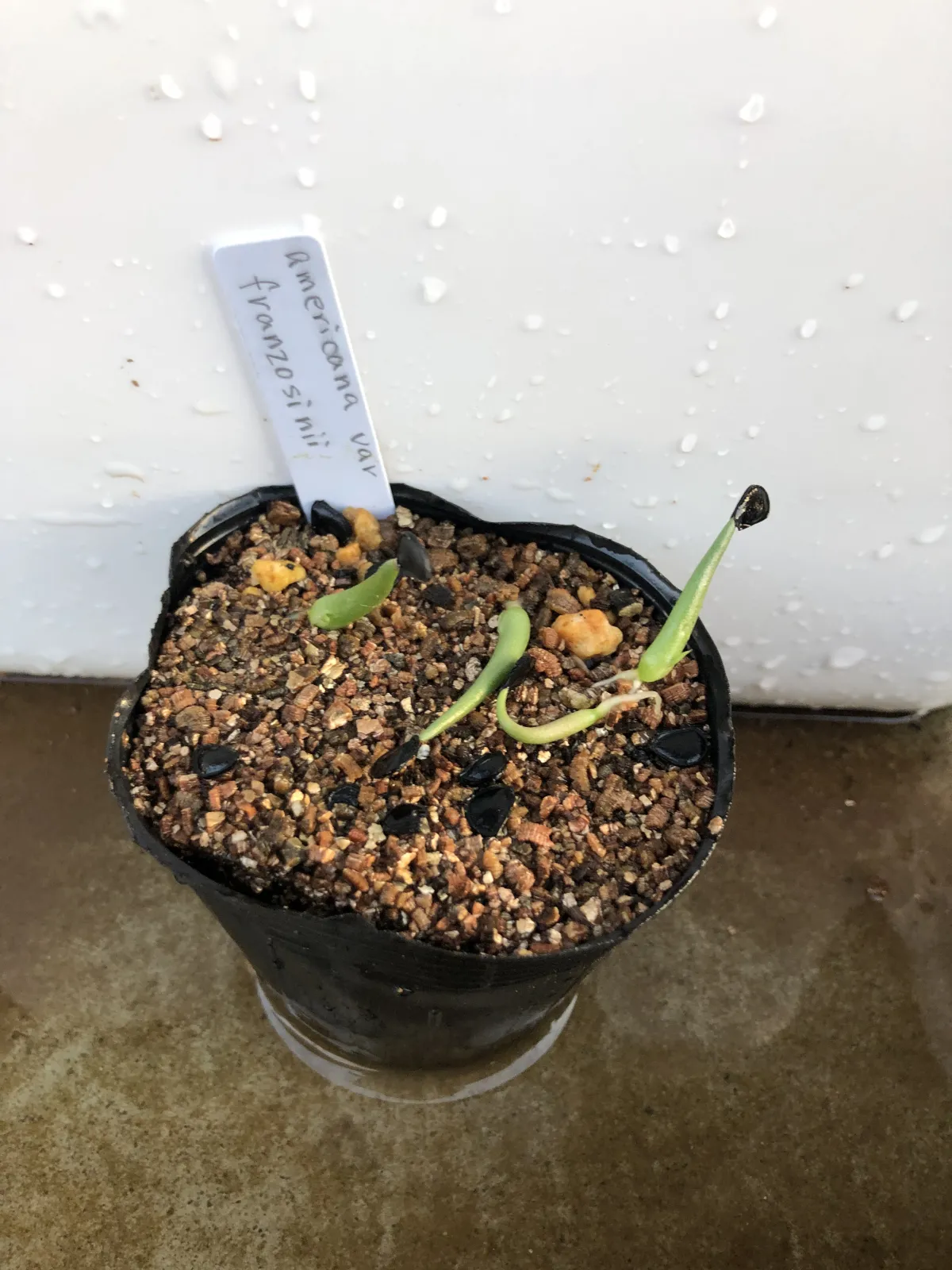 Agave americana ssp. americana (アガベ アメリカーナ)