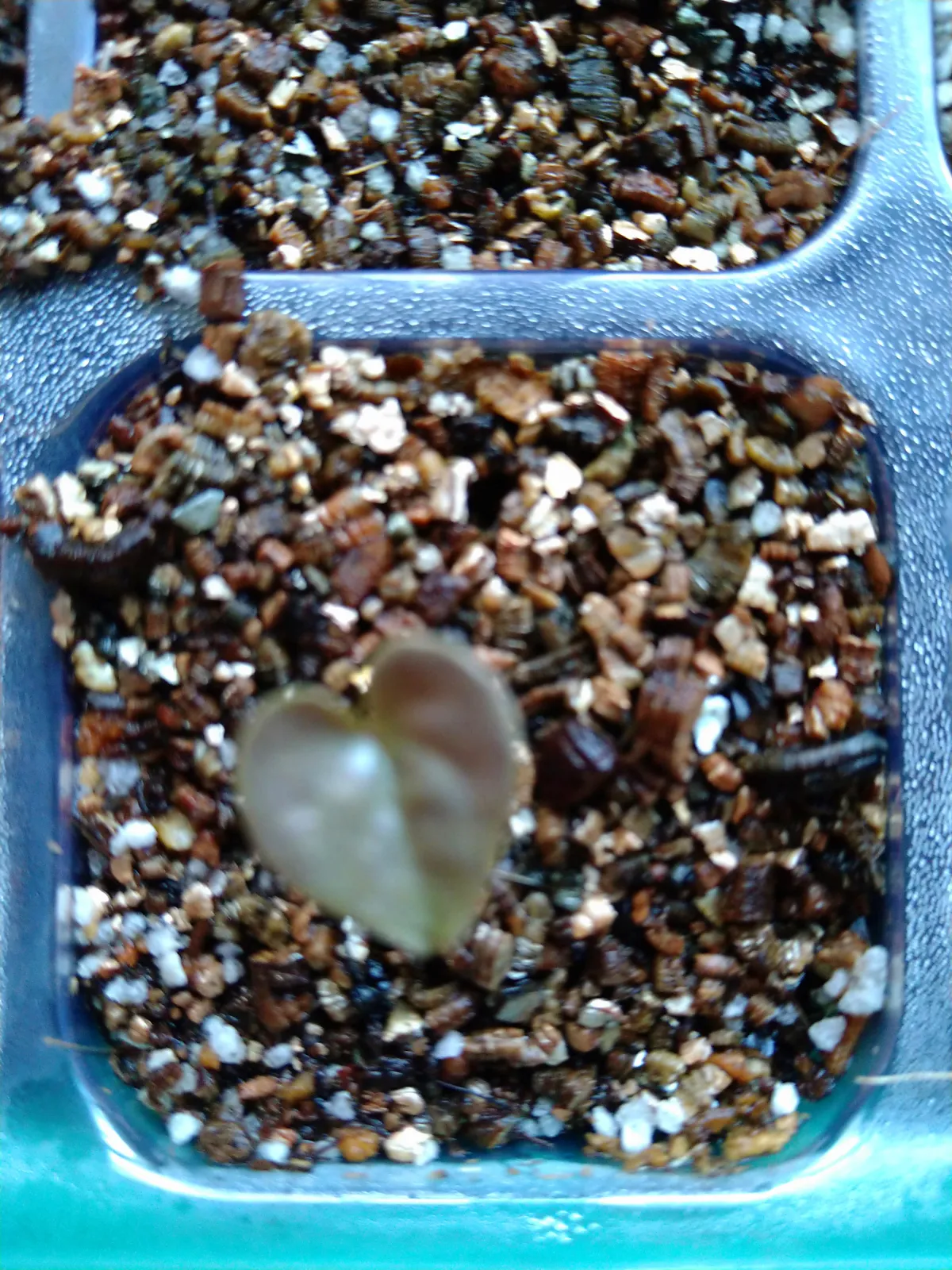 Dioscorea elephantipes (ディオスコレア エレファンティペス アフリカ亀甲竜)