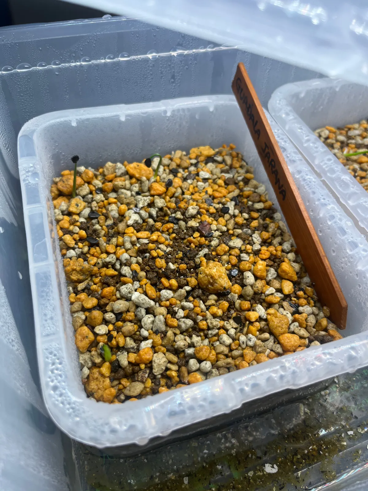 Agave guadalajarana (アガベ グアダラハラナ)