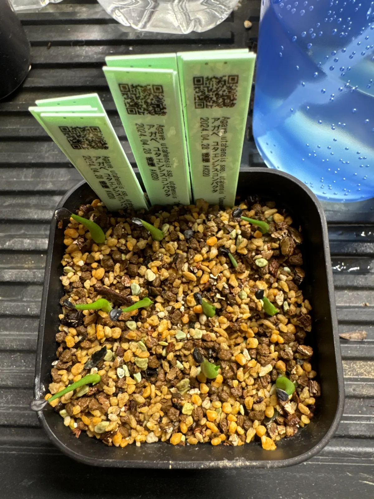 Agave utahensis ssp. utahensis 'Compacta' (アガベ ユタエンシスコンパクタ)