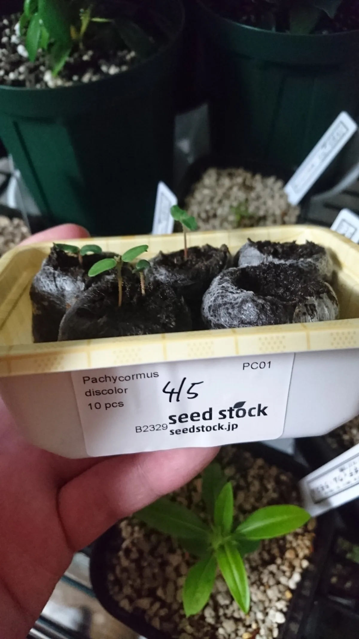 Pachycormus discolor (パキコルムス ディスカラー)