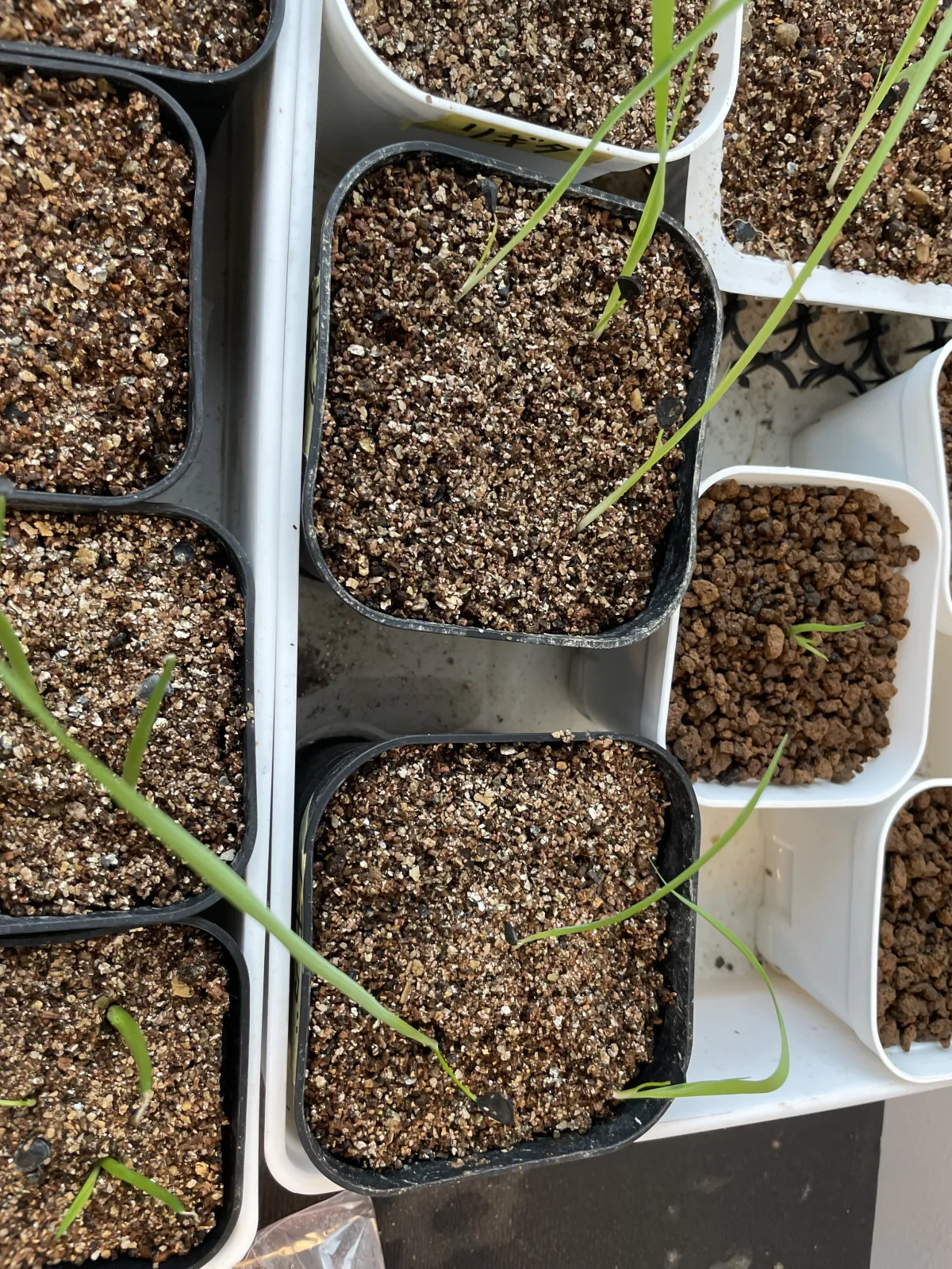 Yucca rigida (ユッカ リギダ)