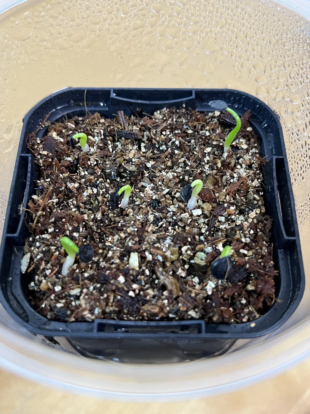 Agave parrasana (アガベ パラサナ)