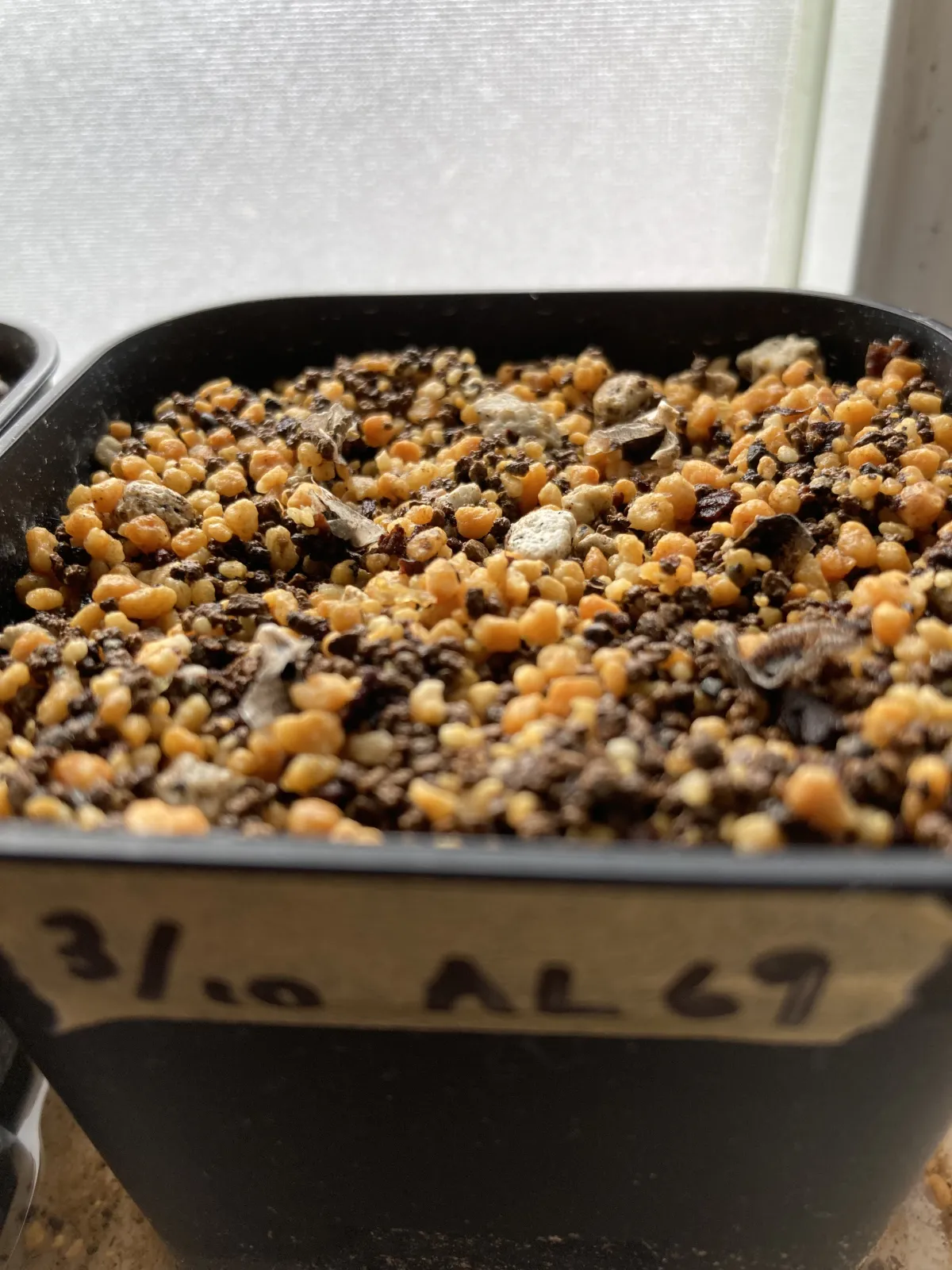 Aloe falcata (アロエ ファルカタ)