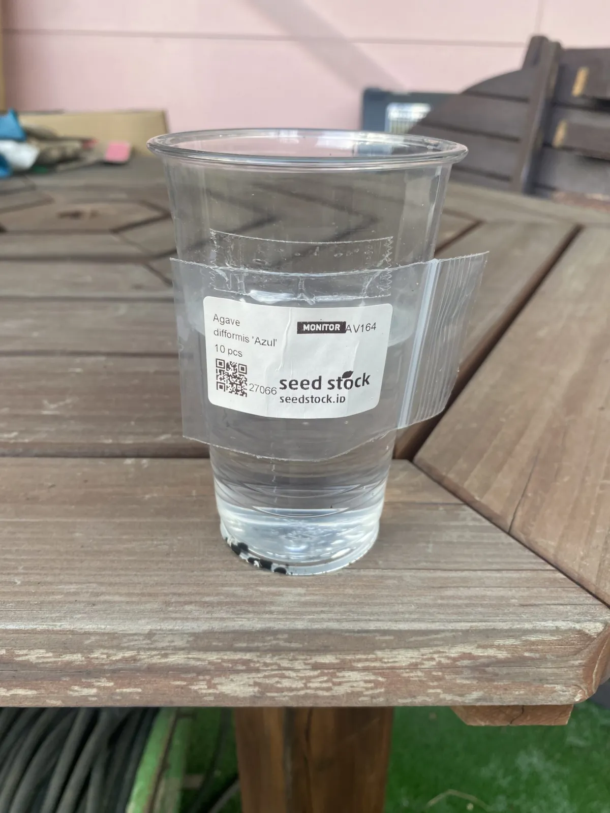 Agave difformis 'Azul' (アガベ ディフォルミス アズール)