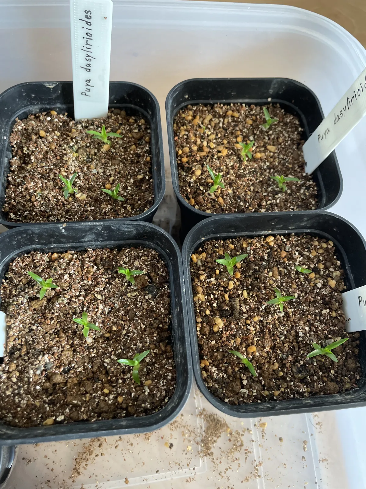 Puya dasylirioides (プヤ ダシリリオイデス)