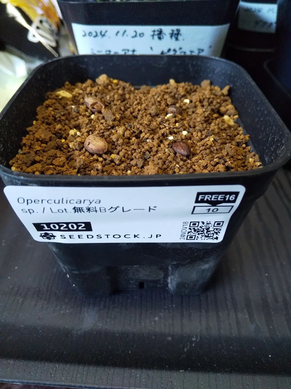 [無料種子/Bグレード] オペルクリカリア sp.  Operculicarya sp.