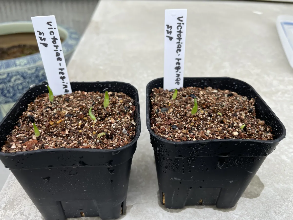 Agave victoriae-reginae (アガベ ビクトリアレジーナエ 笹の雪)