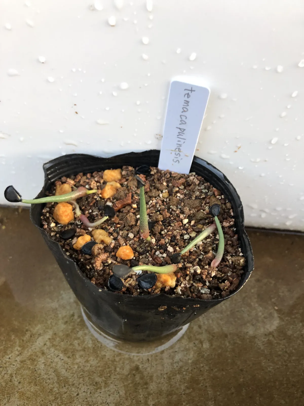 Agave temacapulinensis (アガベ テマカプリネンシス)