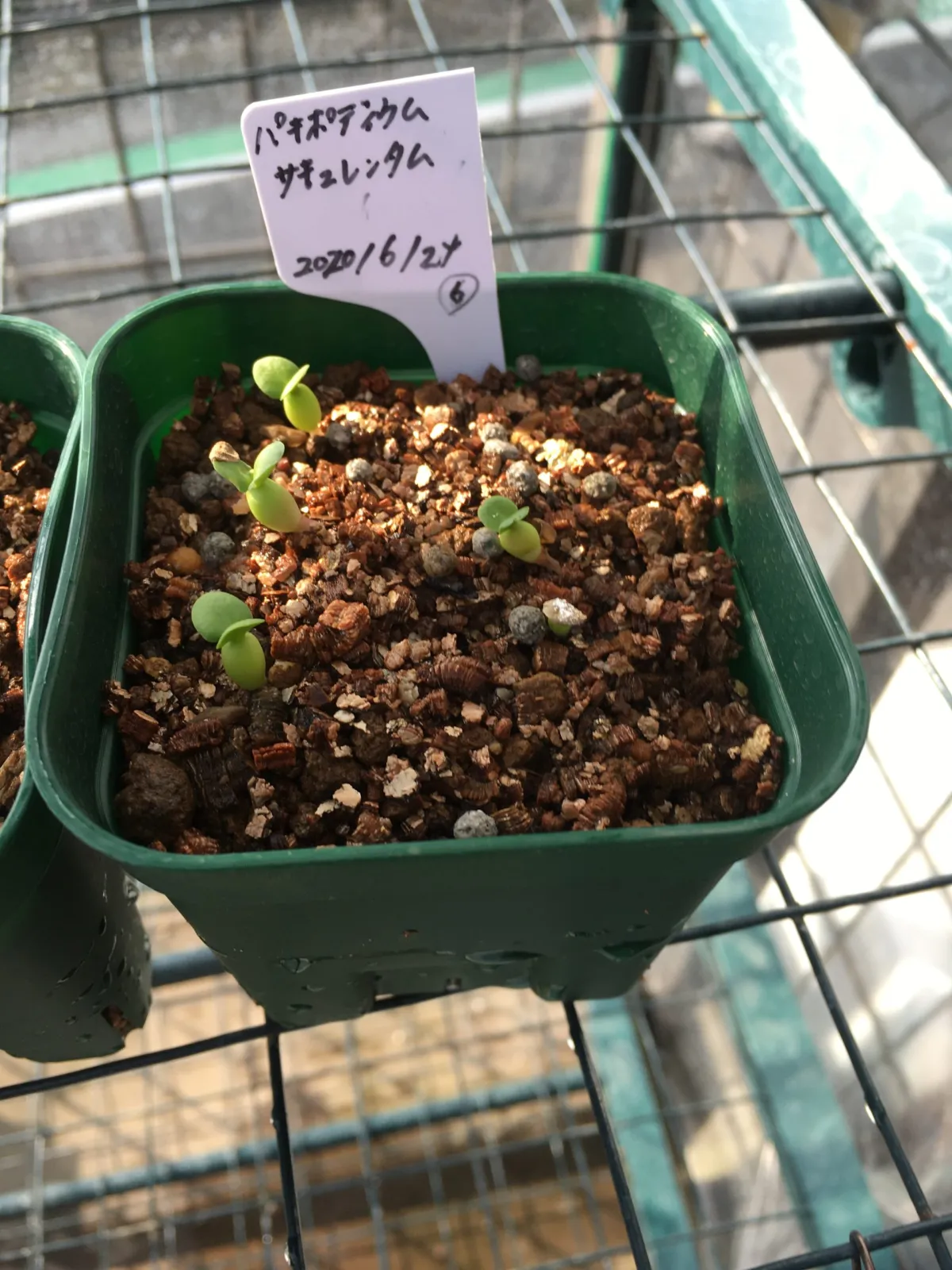 Pachypodium succulentum (パキポディウム サキュレンタム)