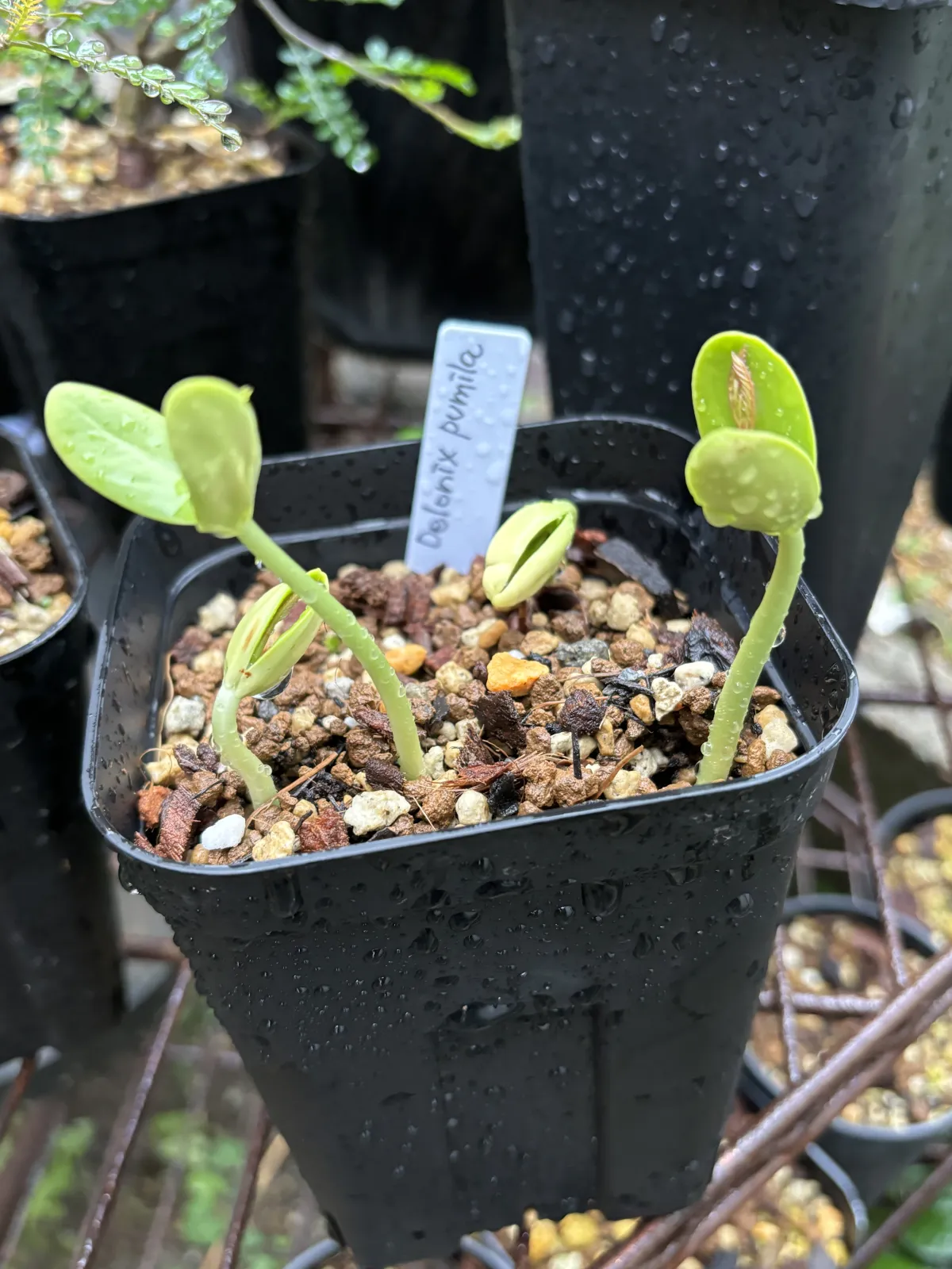 Delonix pumila (デロニクス プミラ)