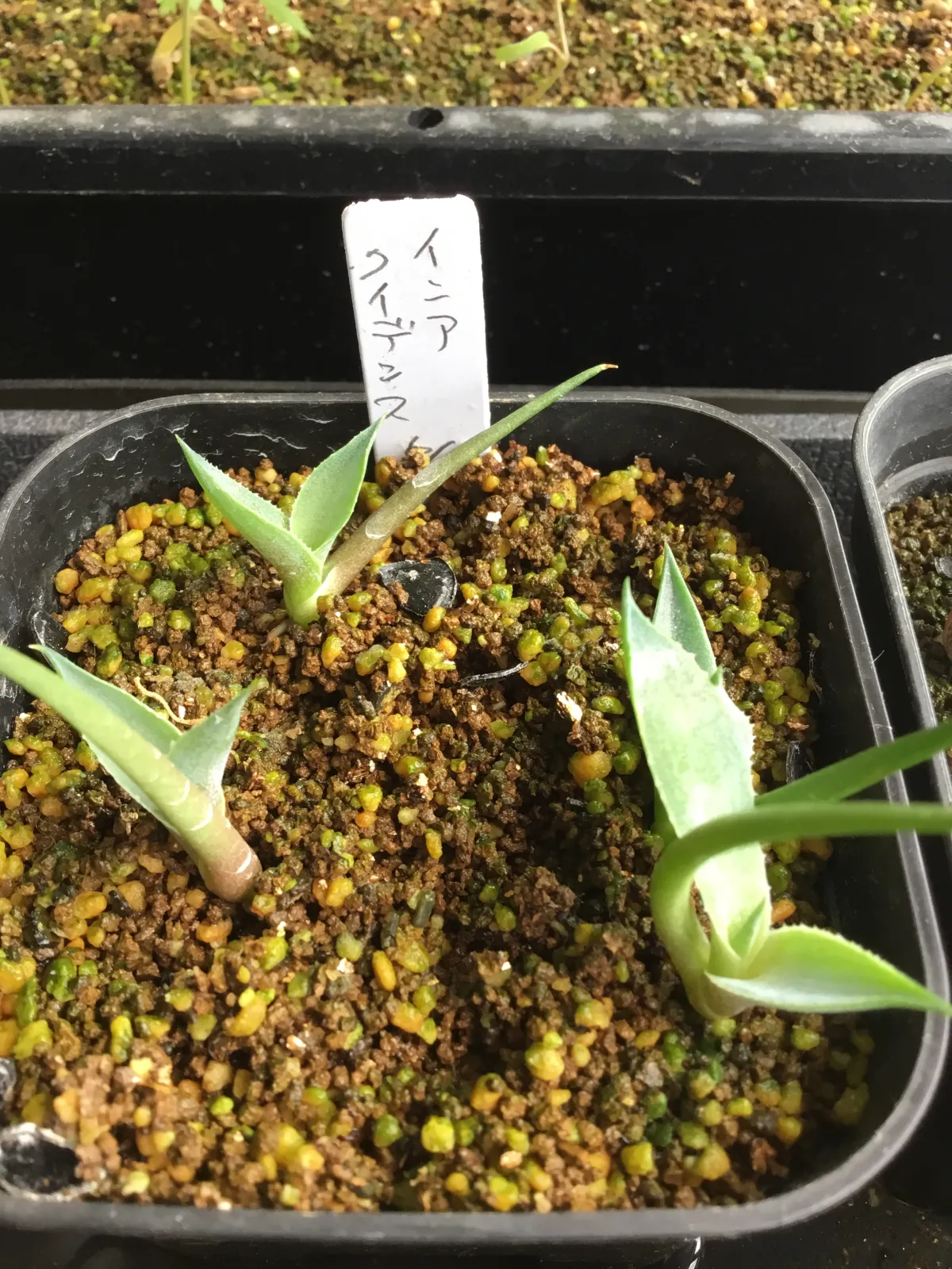 Agave inaequidens 'Ashy White' (アガベ インアクイデンス アッシーホワイト)