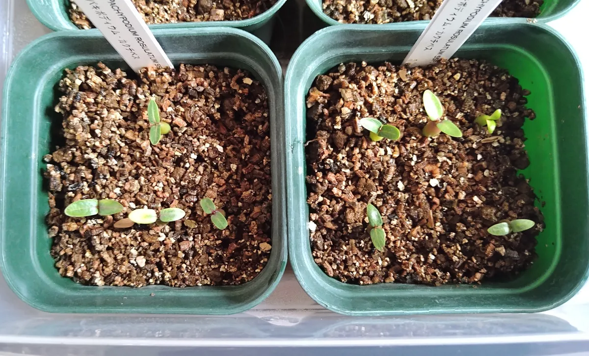 Pachypodium rosulatum ssp. cactipes (パキポディウム カクチペス)