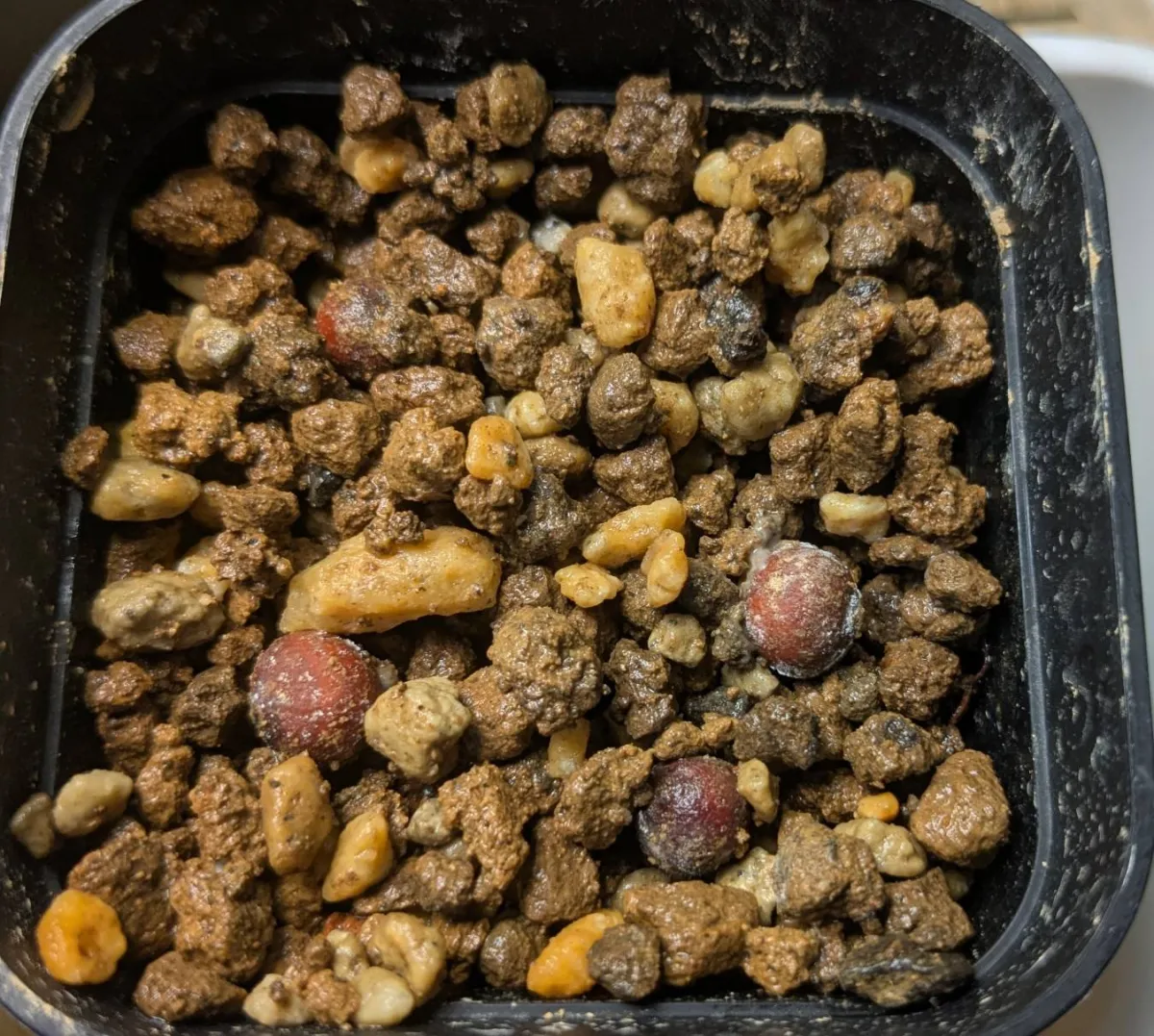 Euphorbia agathae (ユーフォルビア アガタエ)