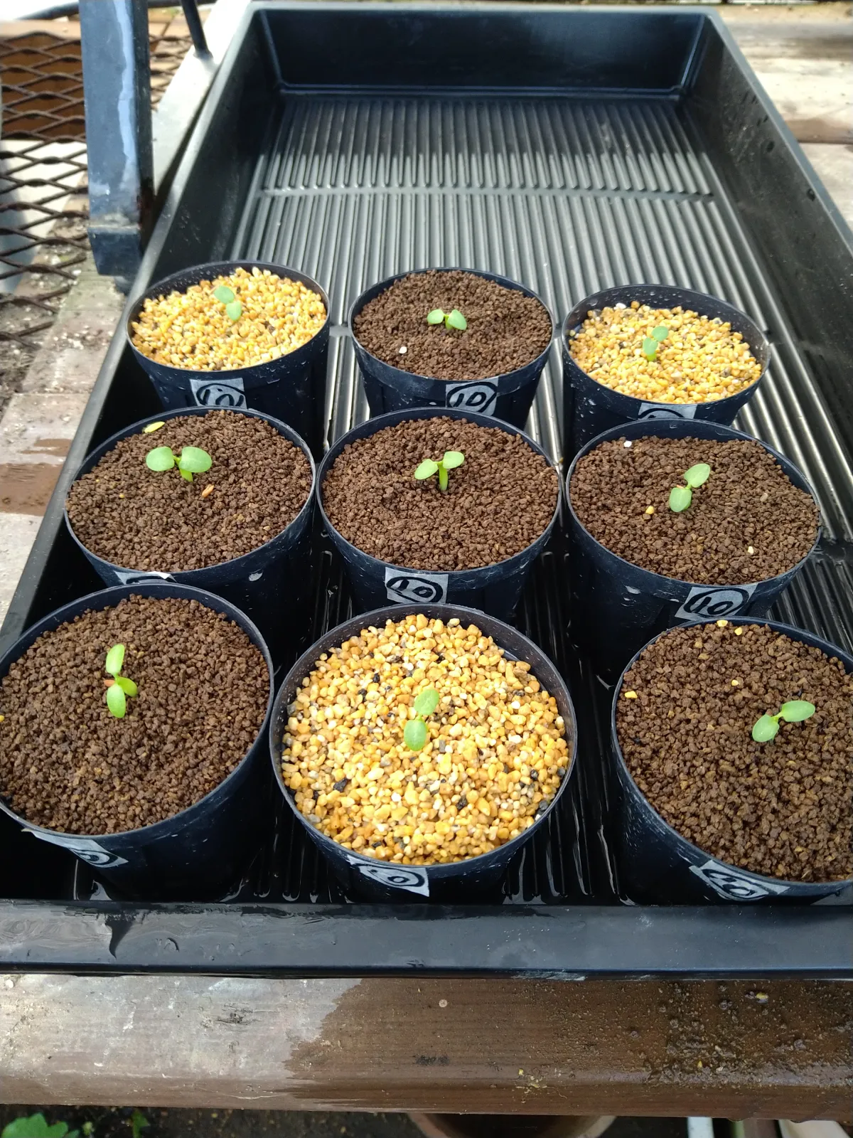 Pachypodium enigmaticum (パキポディウム エニグマチカム)