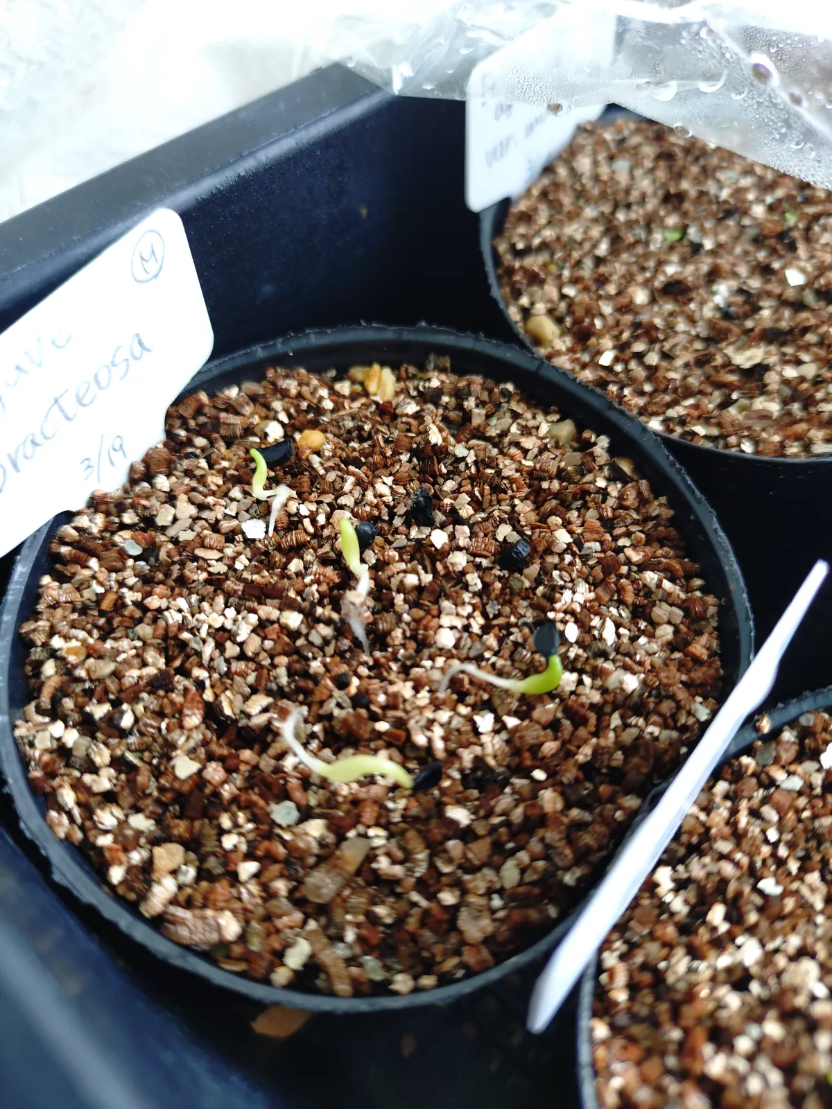 Agave bracteosa (アガベ ブラクテオーサ)