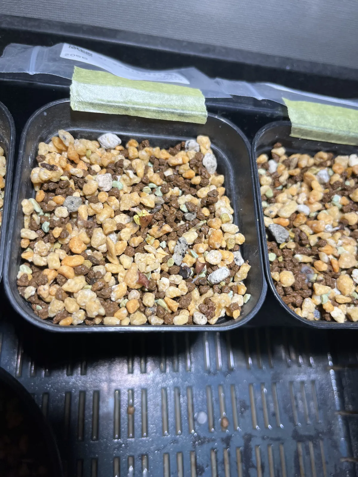 Boswellia neglecta (ボスウェリア ネグレクタ)