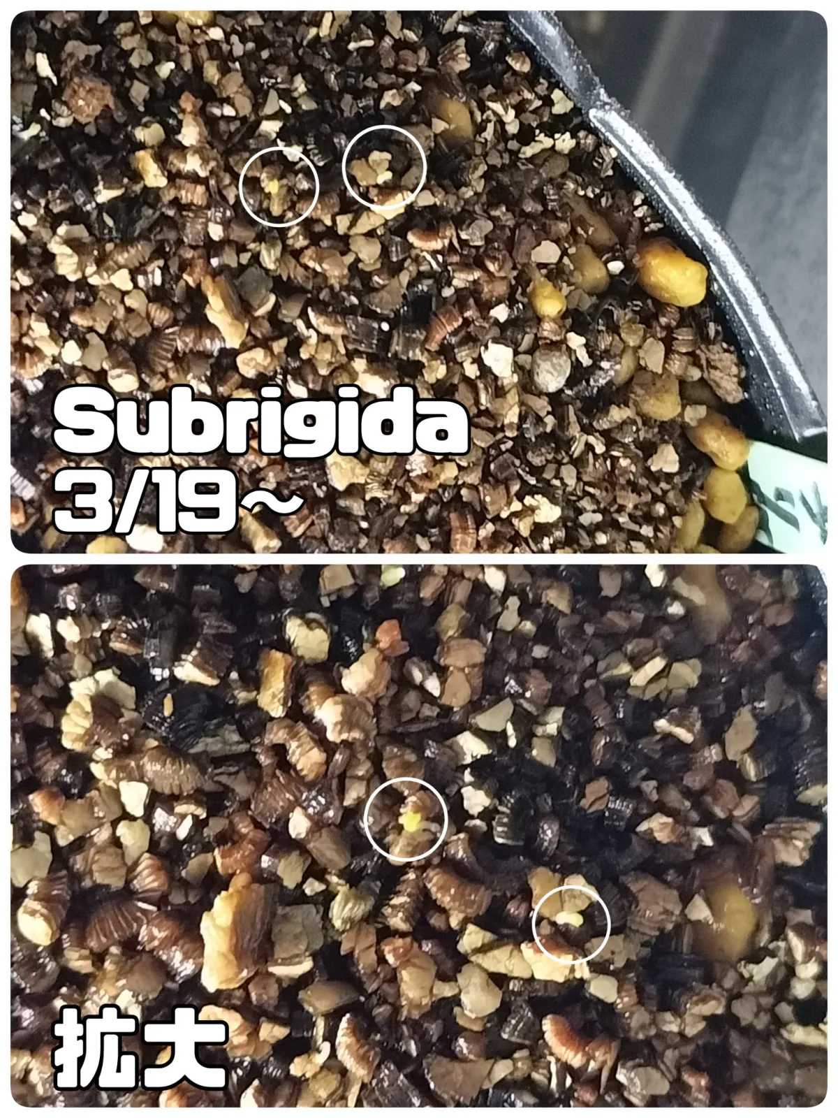 Echeveria subrigida (エケベリア サブリギダ)