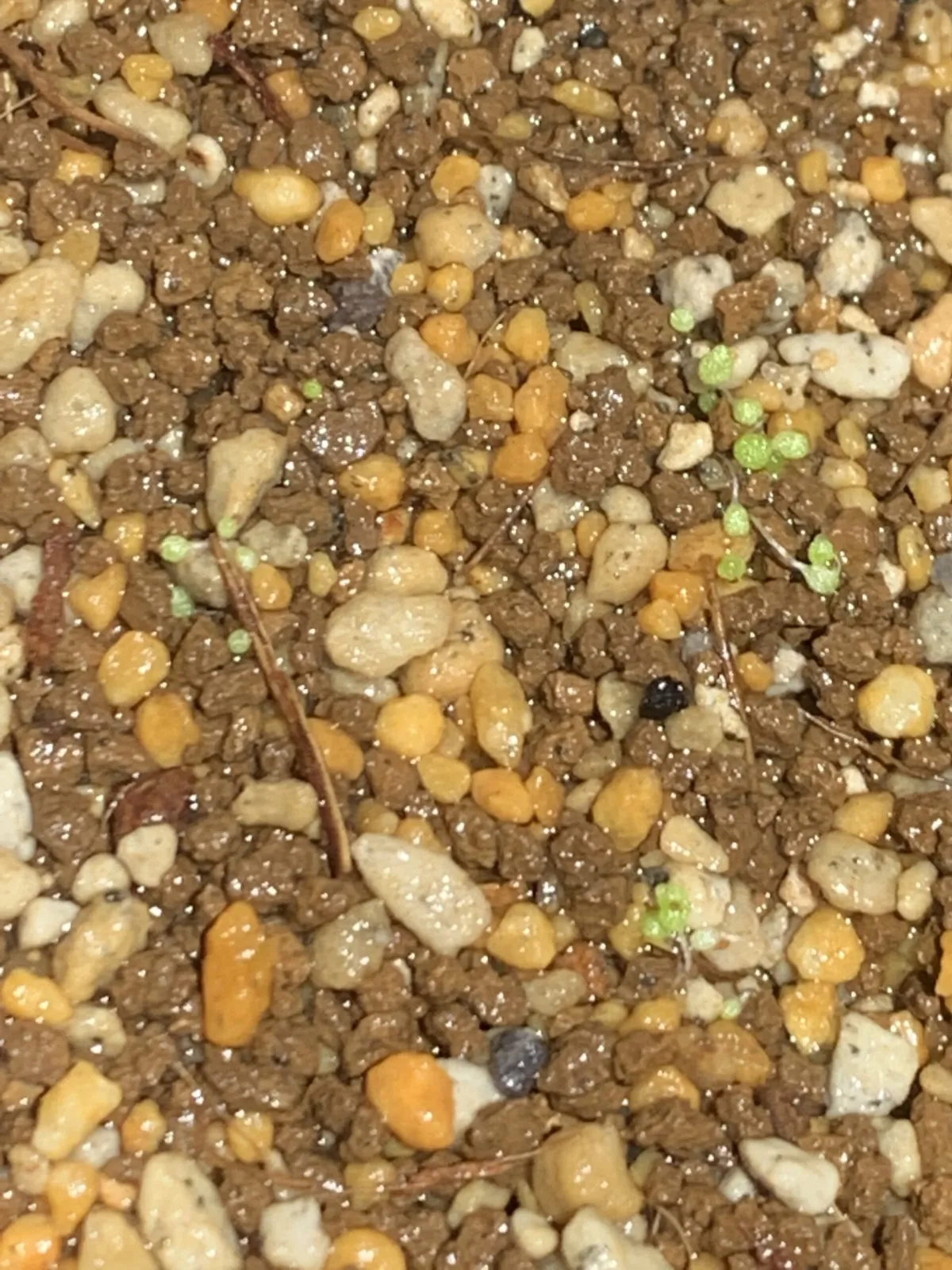 Conophytum burgeri (コノフィツム ブルゲリ)